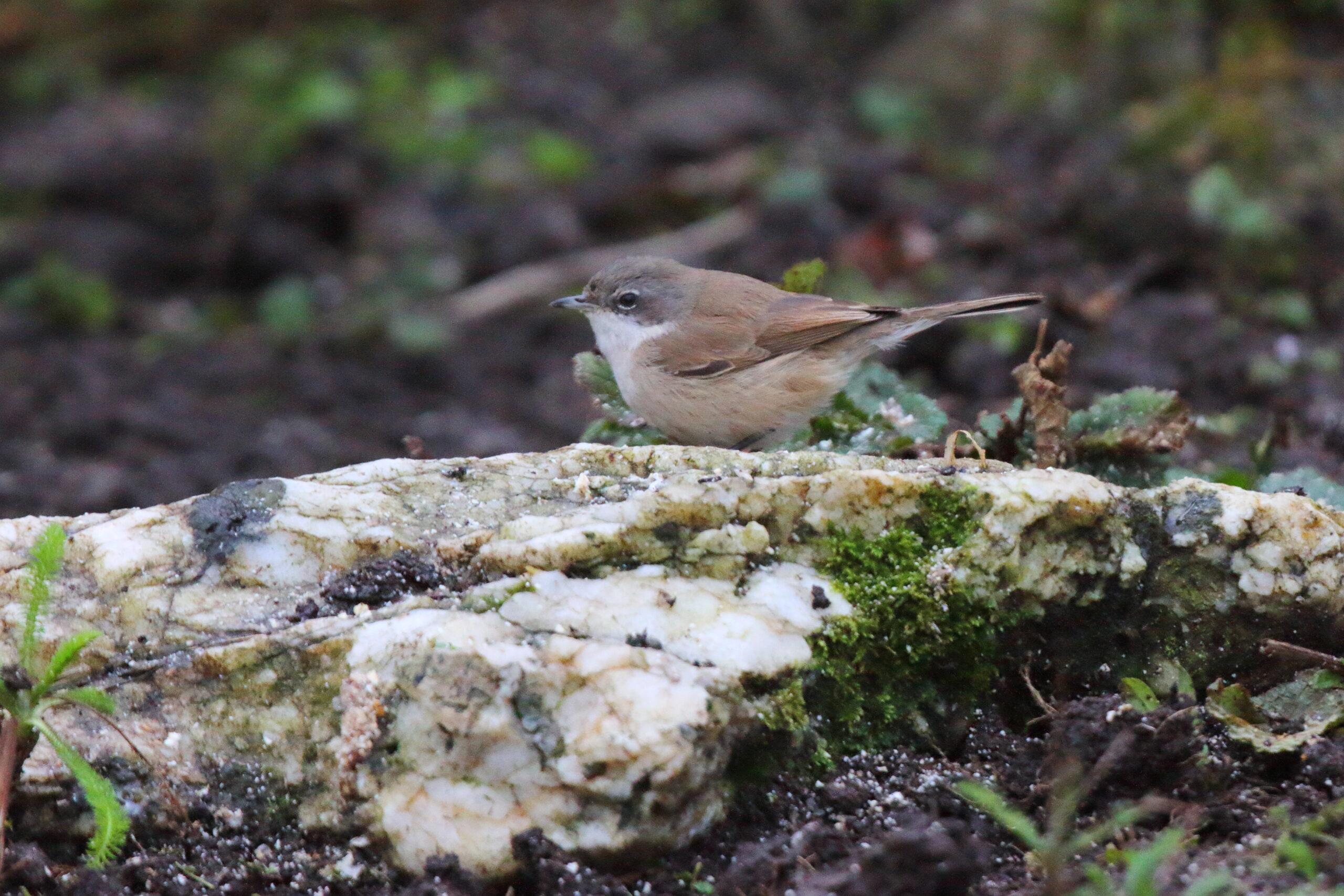 'SIberian' Lesser Whitethroat. Isle of Man, January 2018 © Neil G. Morris.