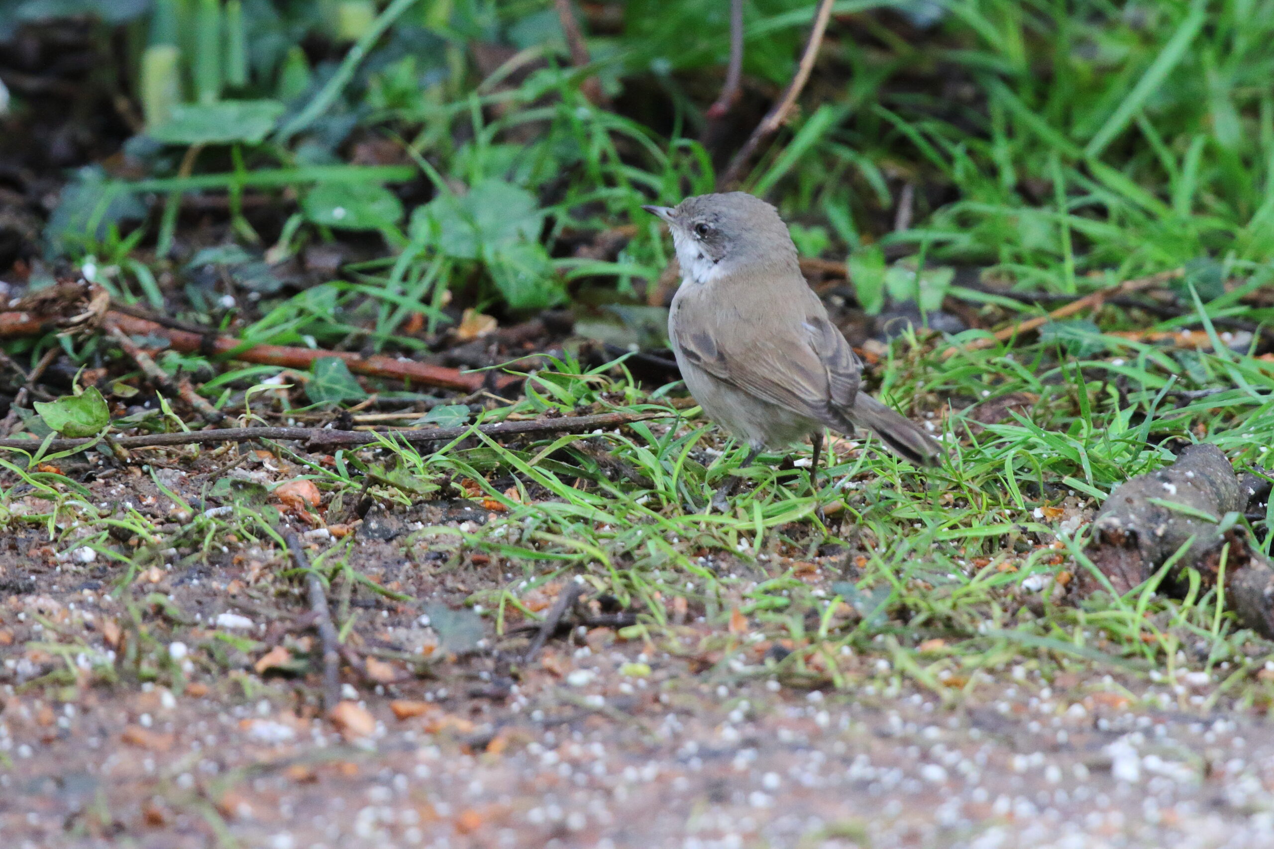 'Siberian' Lesser Whitethroat. Isle of Man, February 2017 © Neil G. Morris.