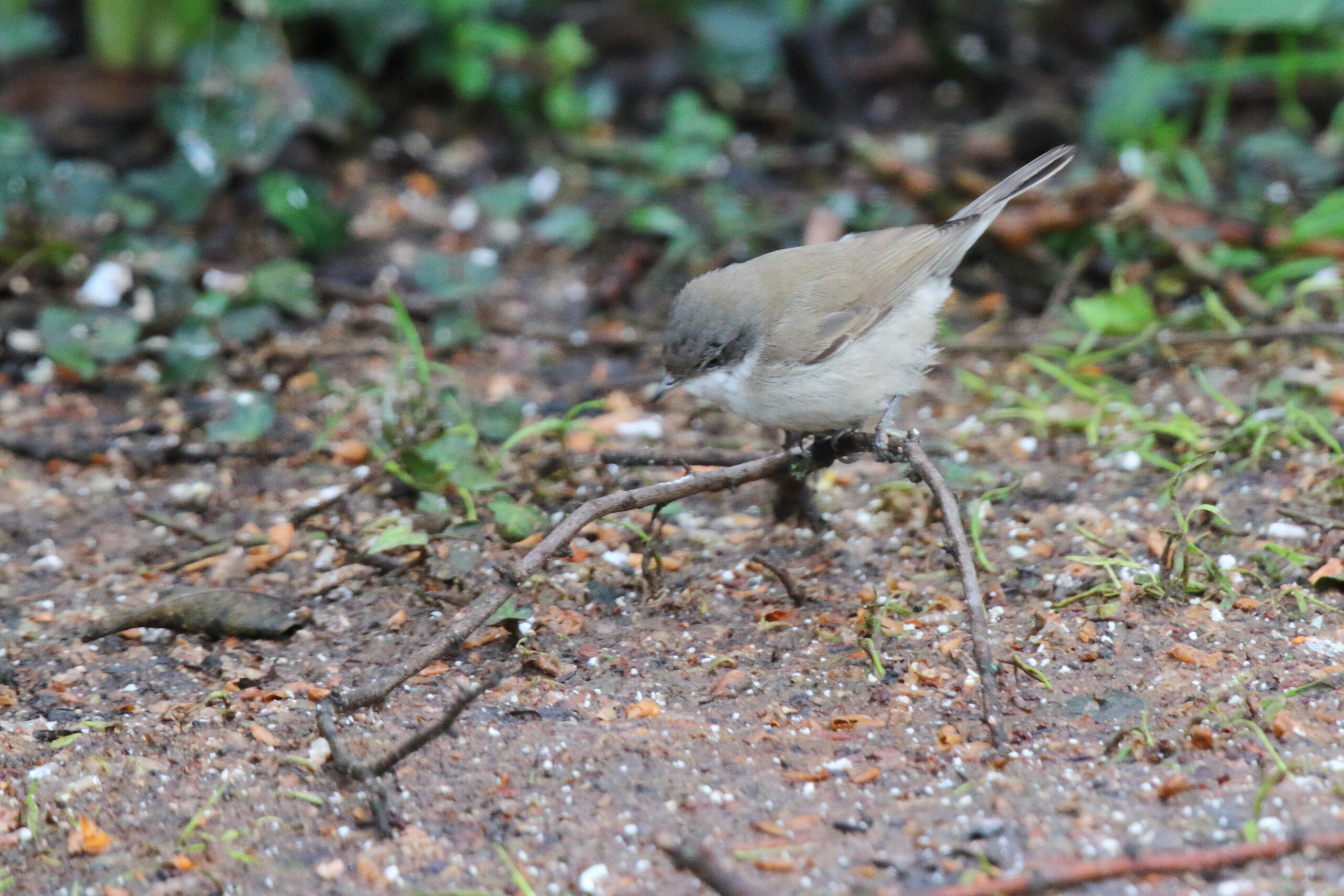'Siberian' Lesser Whitethroat. Isle of Man, February 2017 © Neil G. Morris.