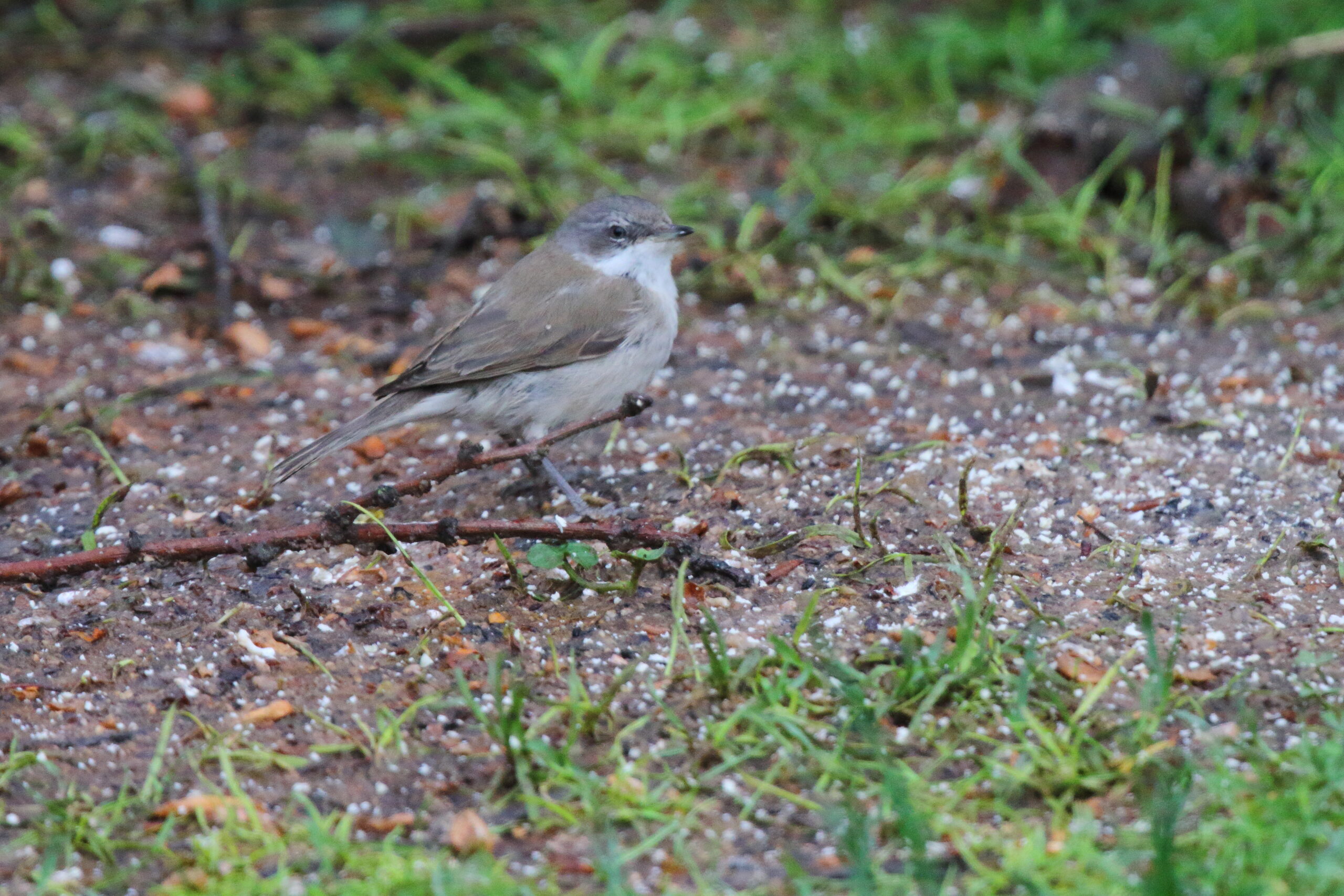 'Siberian' Lesser Whitethroat. Isle of Man, February 2017 © Neil G. Morris.