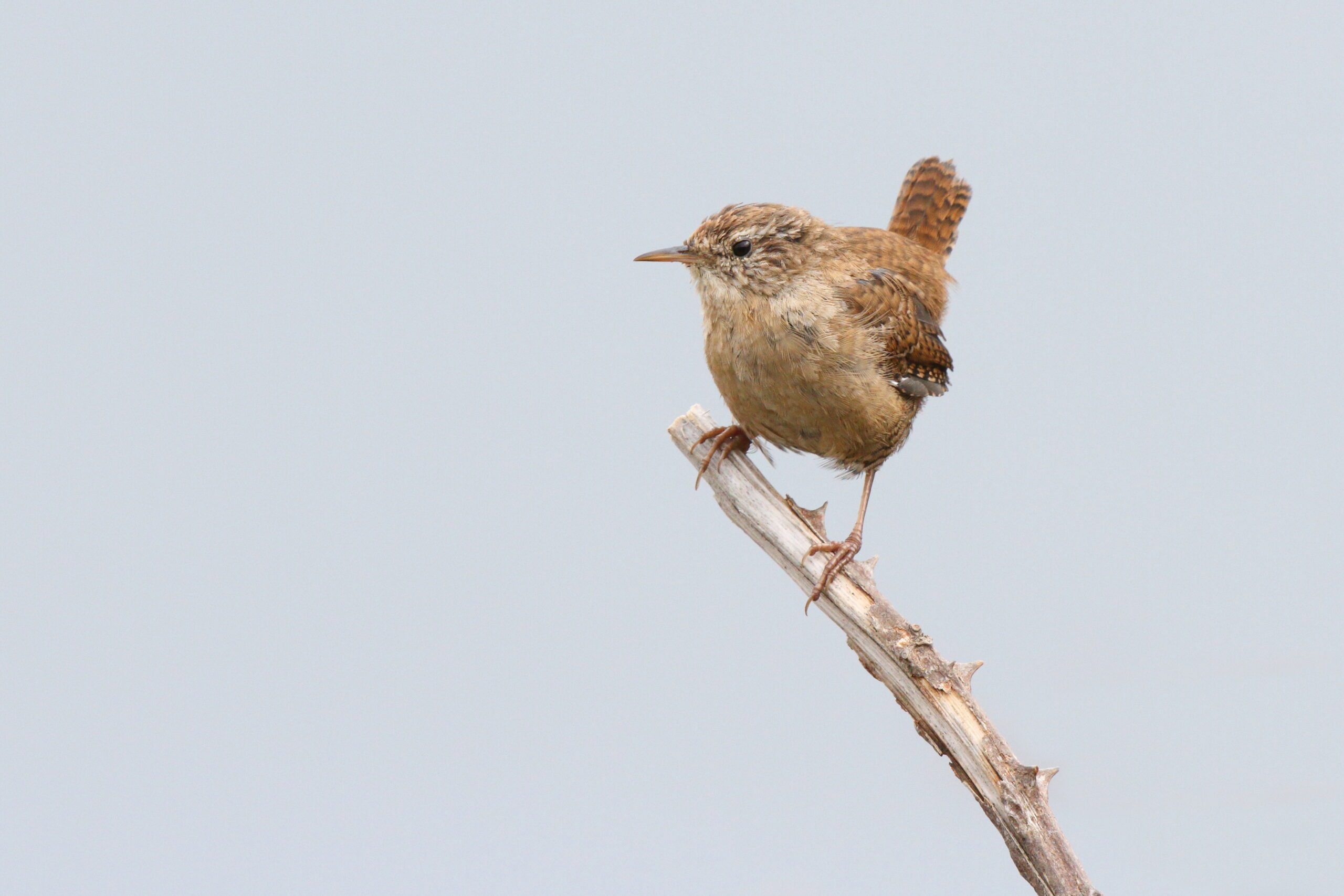 Wren. Isle of Man, September 2014 © Neil G. Morris.