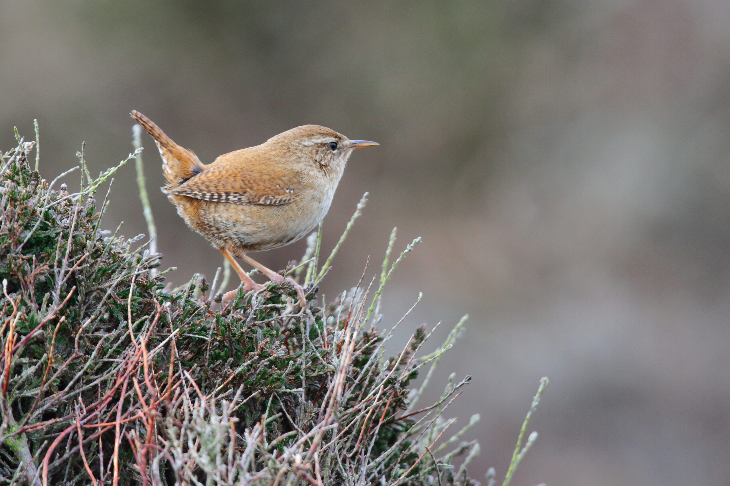 Wren. Isle of Man, March 2016 © Neil G. Morris.