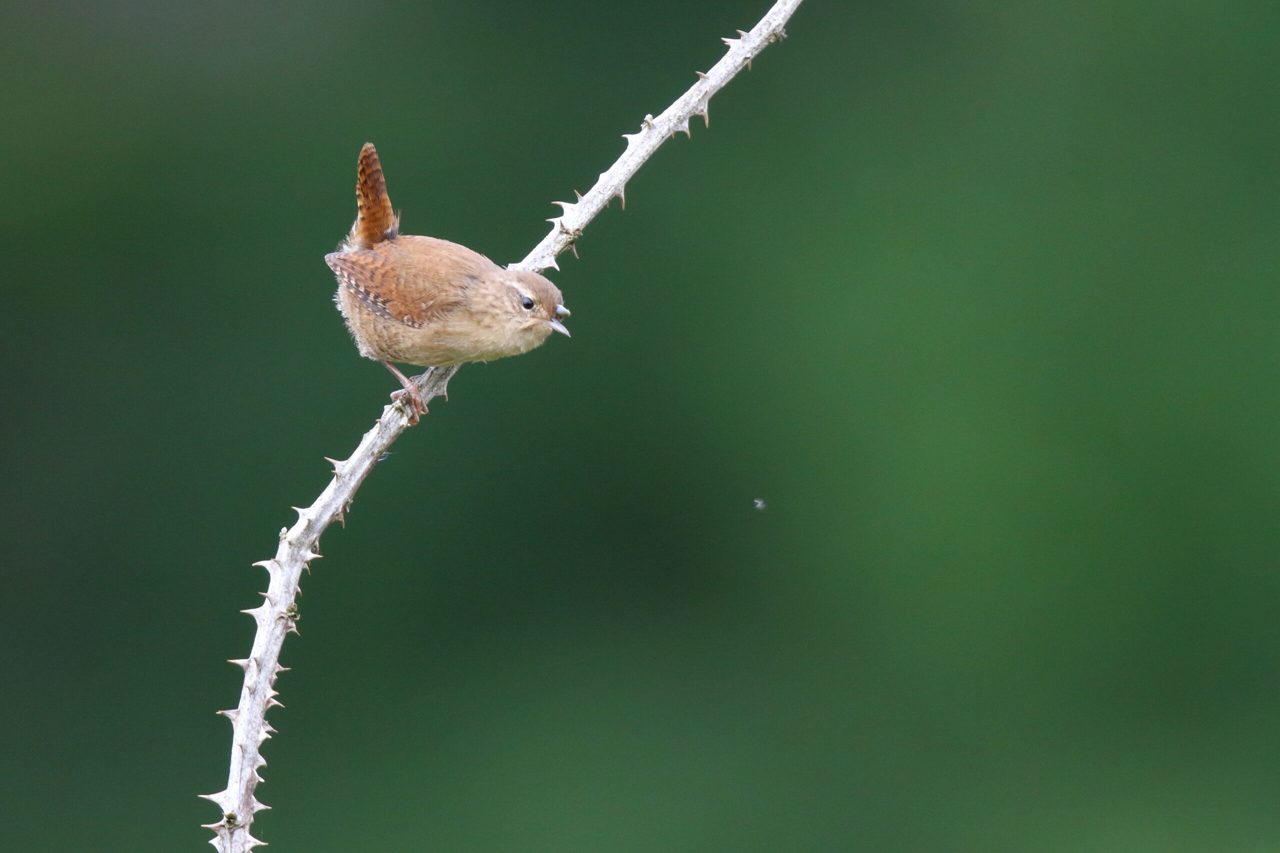 Wren. Isle of Man, October 2016 © Neil G. Morris.