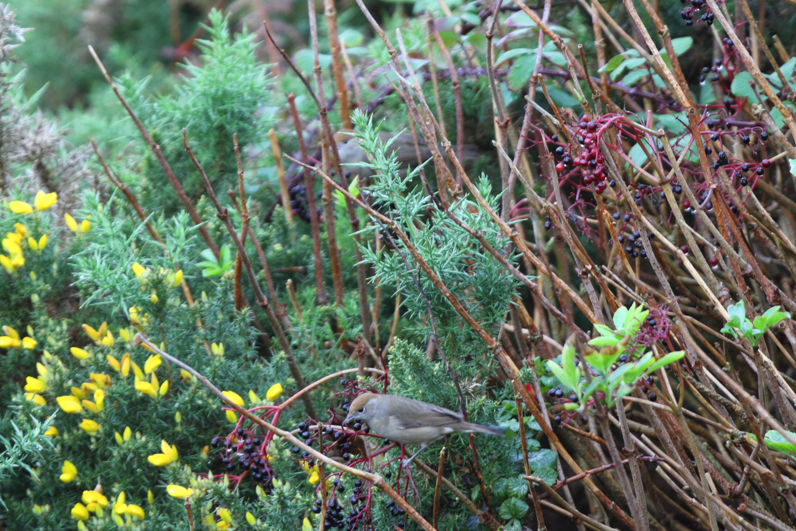 Blackcap. Isle of Man, October 2020 © Neil G Morris.