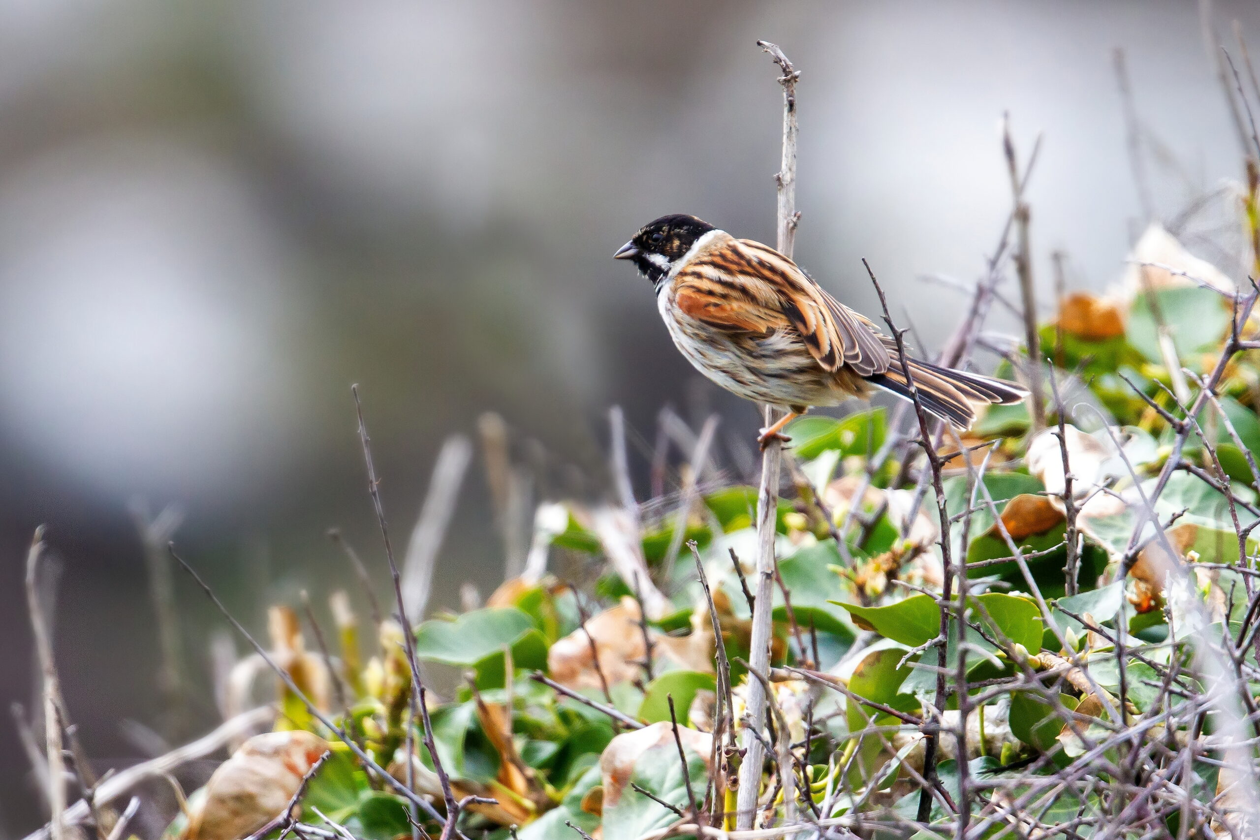 Reed Bunting. Isle of Man, April 2019 © Neil G Morris.