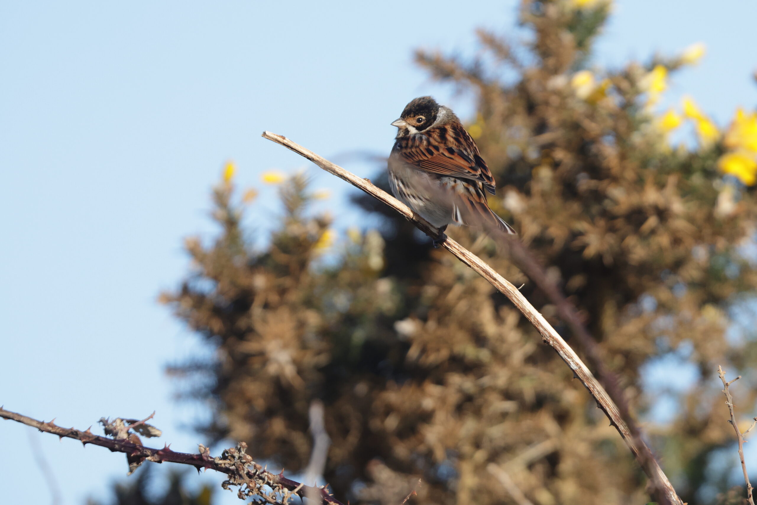 Reed Bunting. Isle of Man, January 2024 © Neil G Morris.