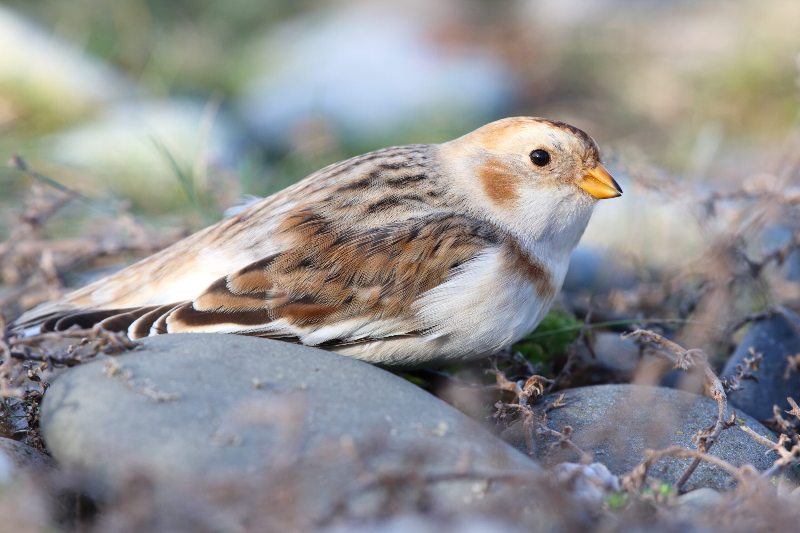 Snow Bunting. Isle of Man, November 2019 © Neil G Morris.