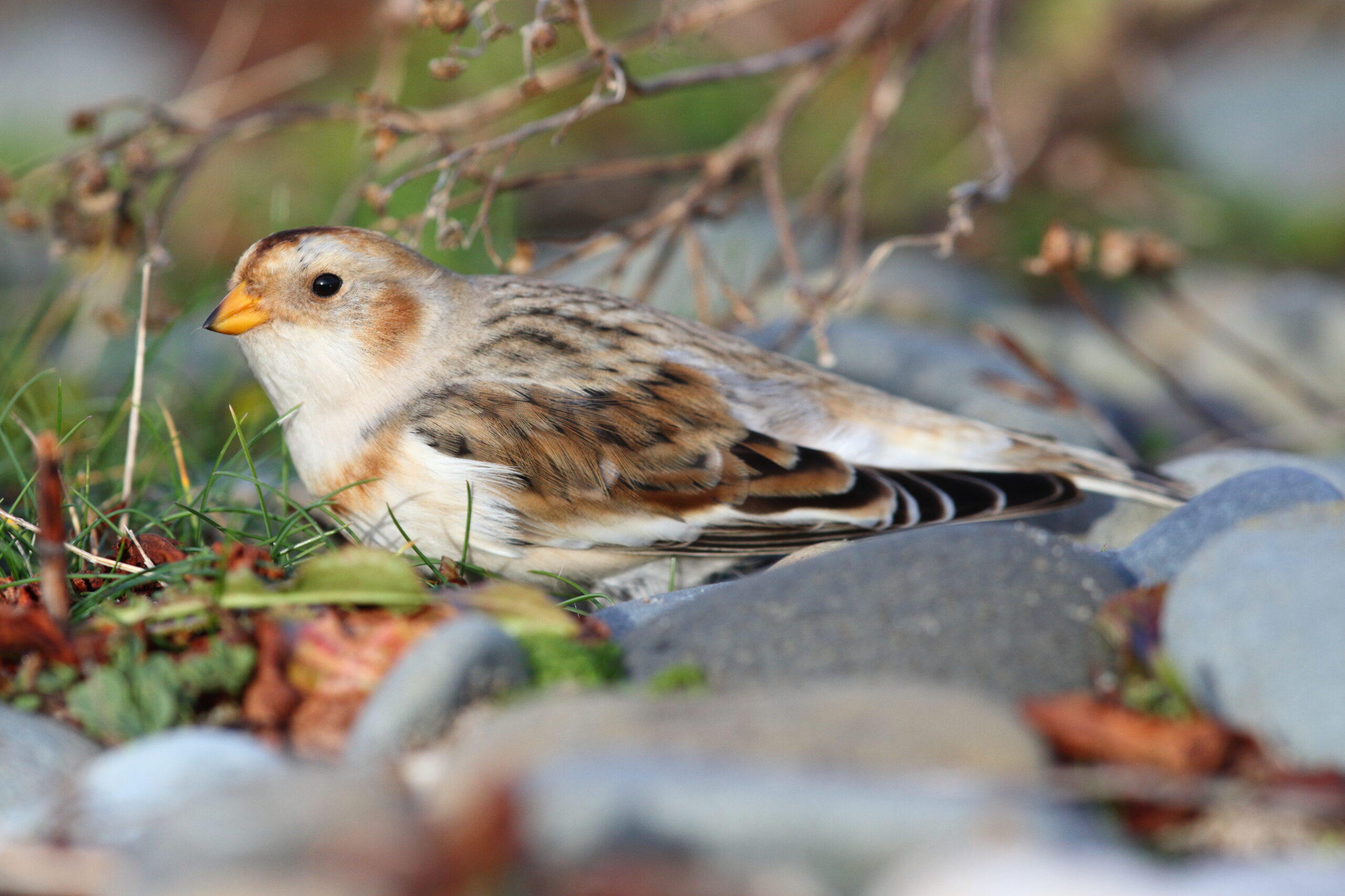 Snow Bunting. Isle of Man, November 2019 © Neil G Morris.