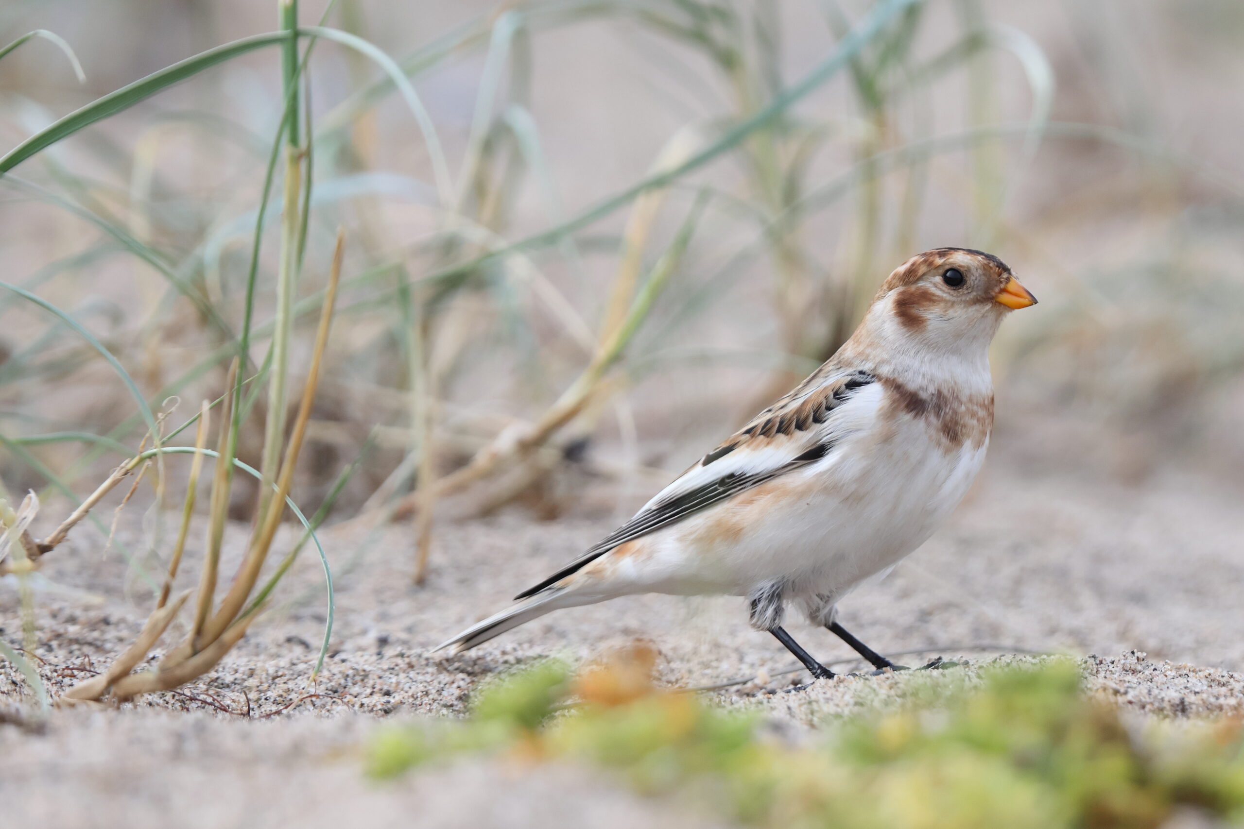Snow Bunting. Isle of Man, October 2024 © Neil G Morris.