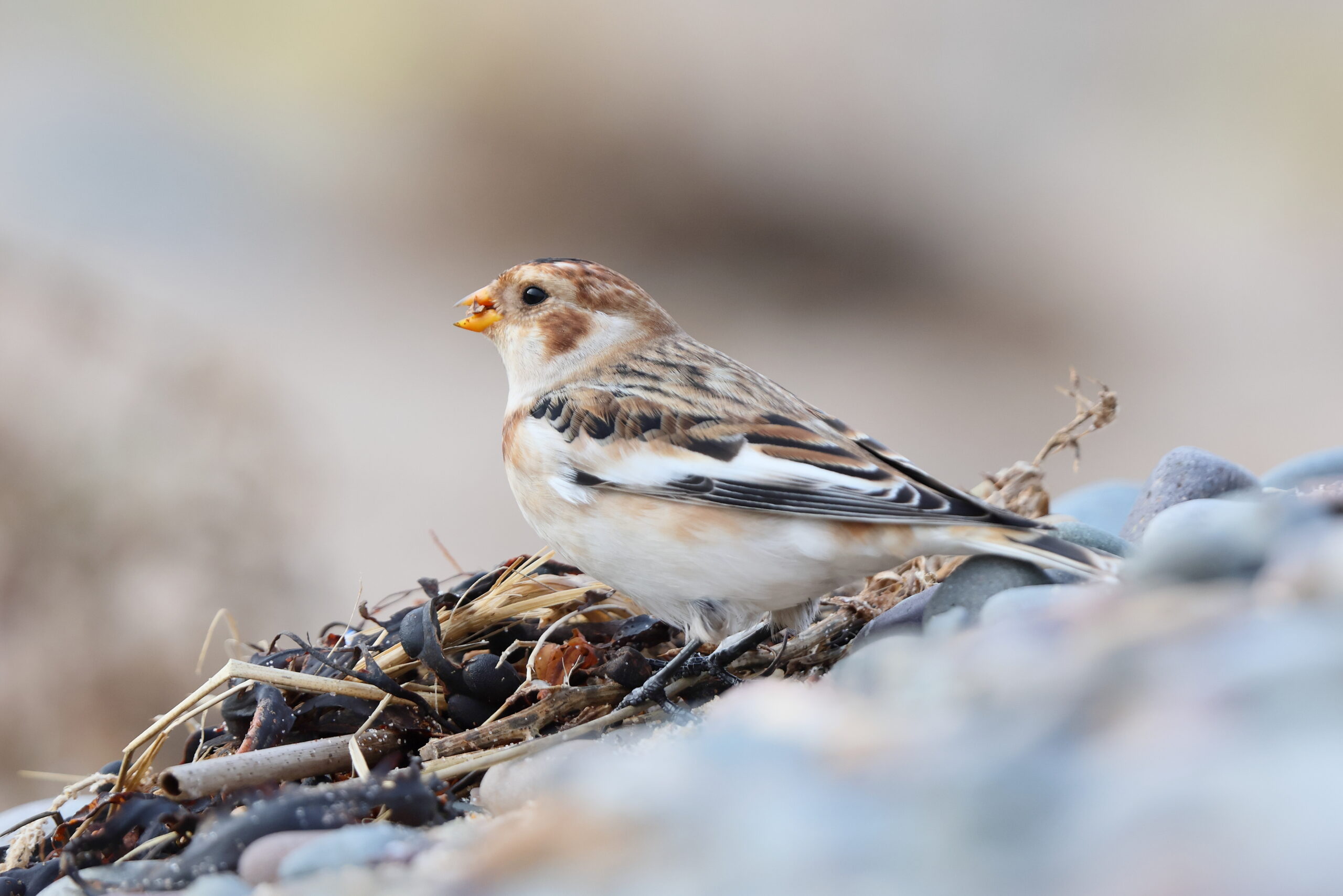 Snow Bunting. Isle of Man, October 2024 © Neil G Morris.