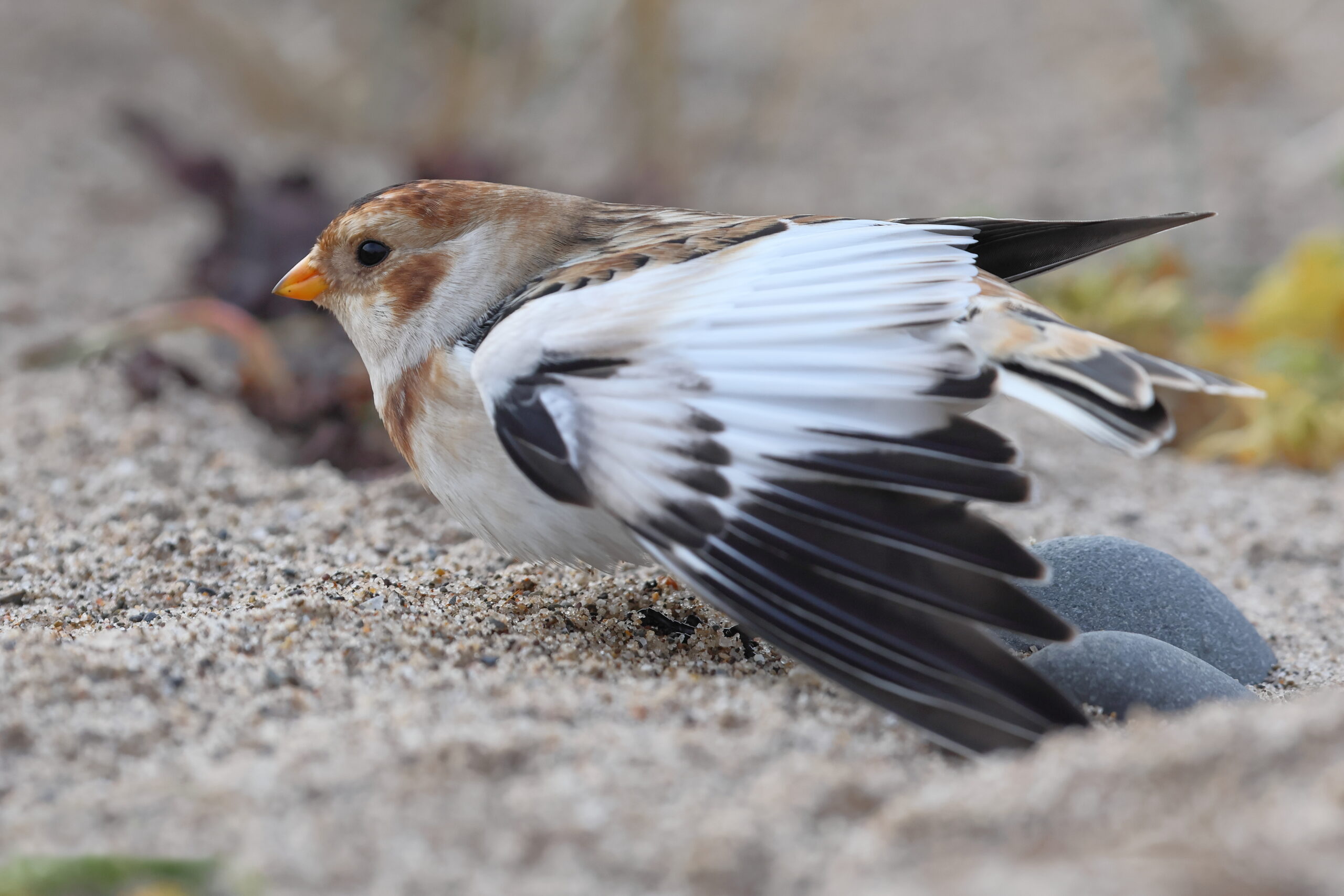 Snow Bunting. Isle of Man, October 2024 © Neil G Morris.