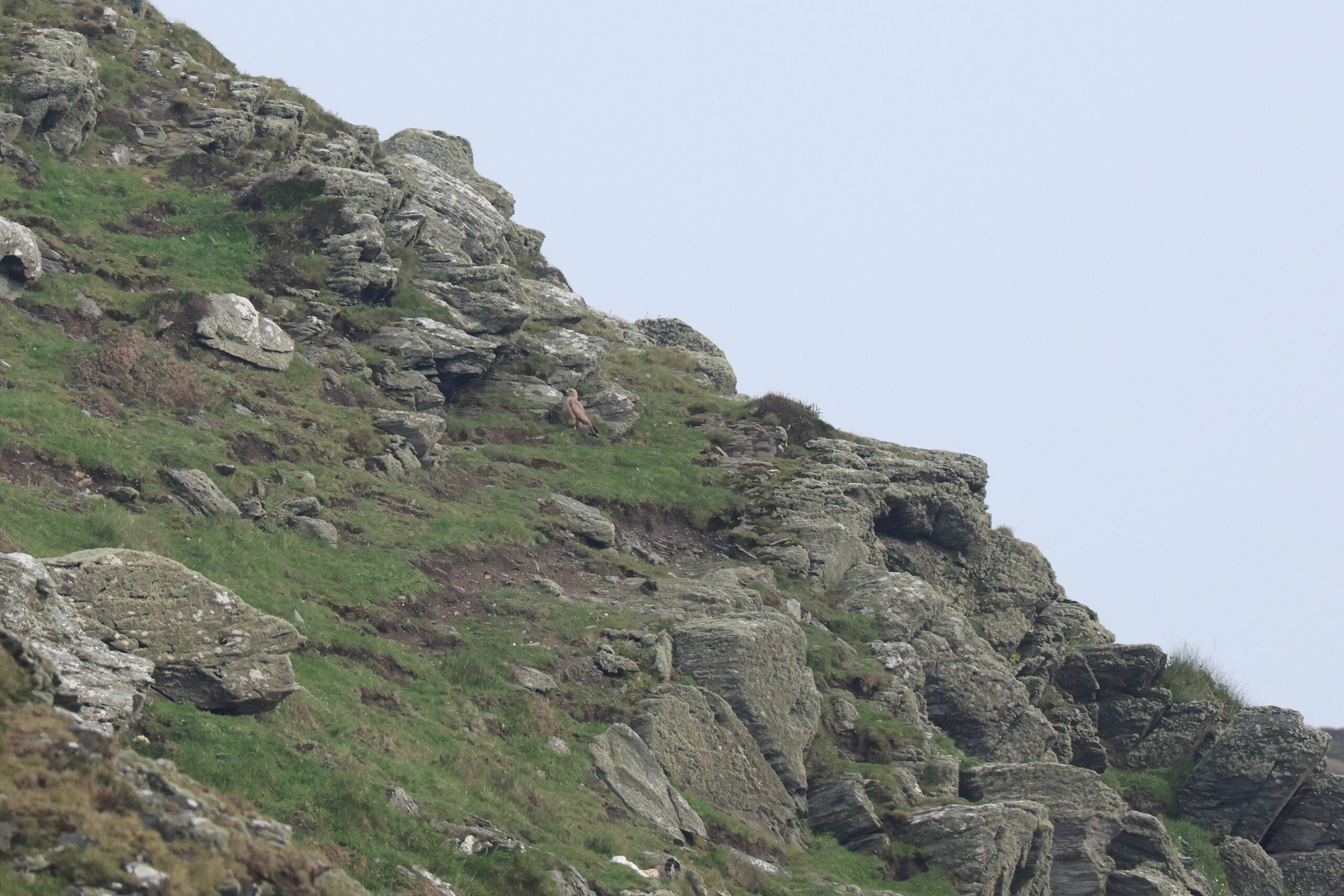 Buzzard. Isle of Man, May 2024 © Neil G Morris.