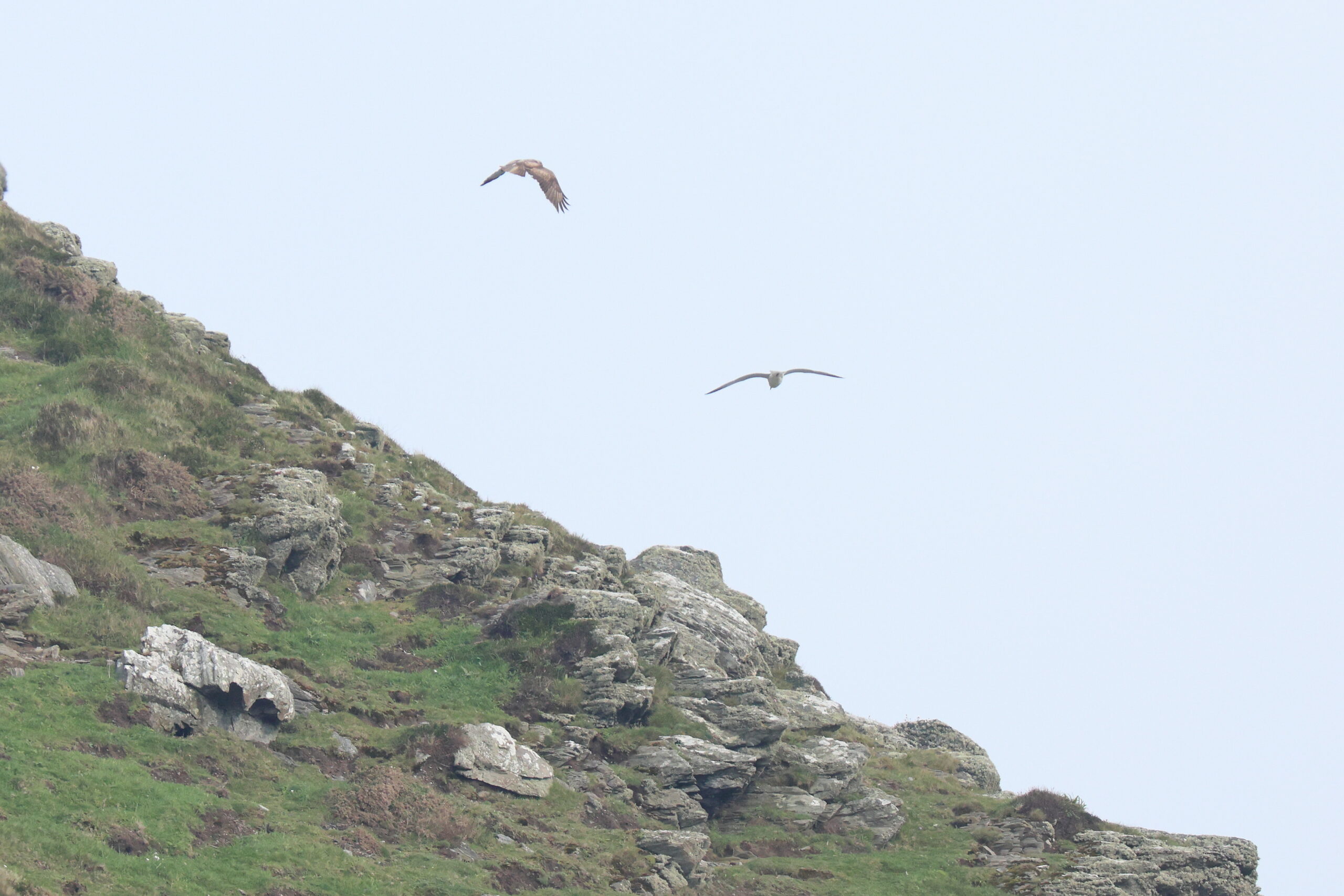 Buzzard. Isle of Man, May 2024 © Neil G Morris.