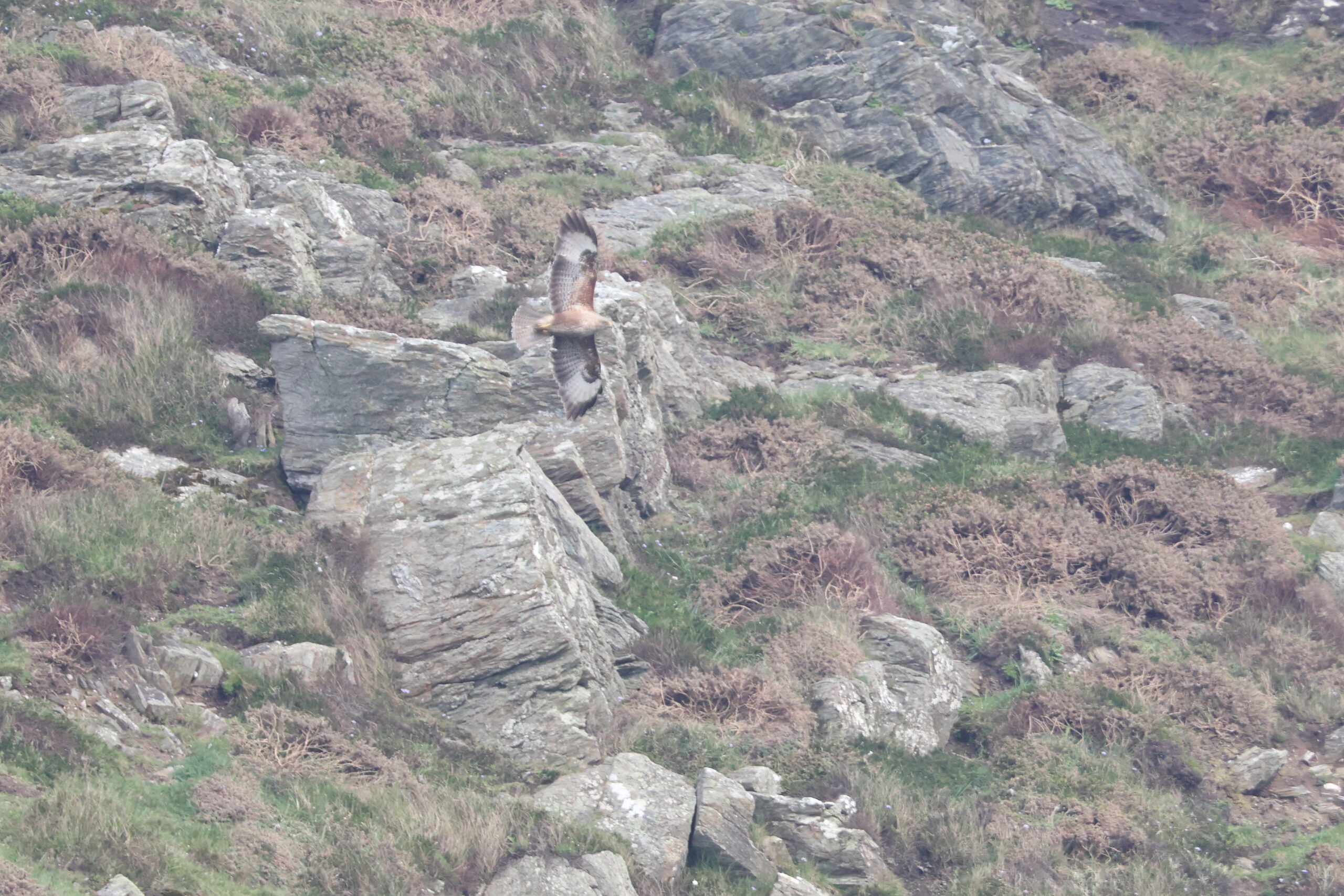 Buzzard. Isle of Man, May 2024 © Neil G Morris.