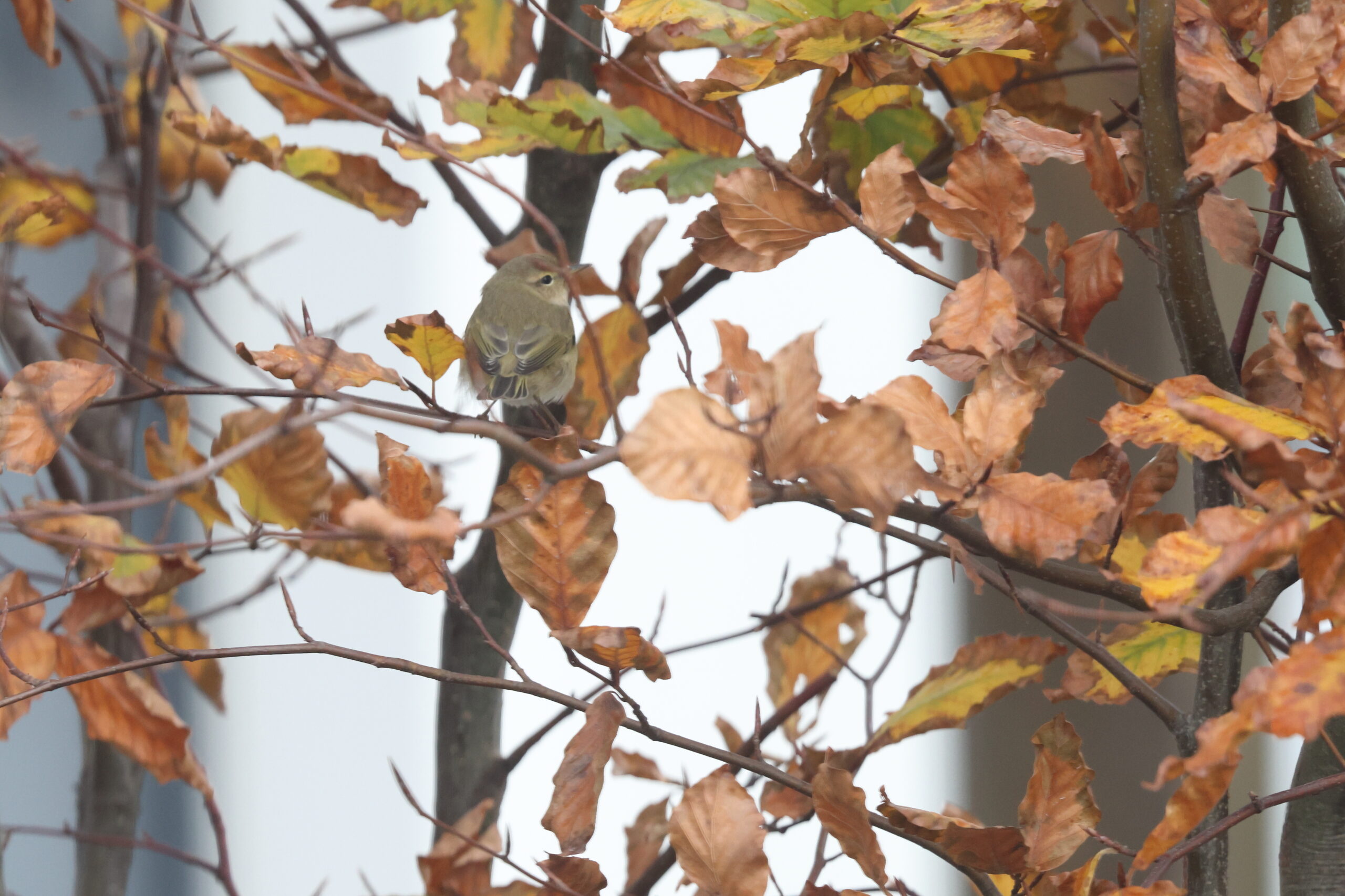 'Siberian' Chiffchaff. Isle of Man, November 2023 © Neil G Morris.