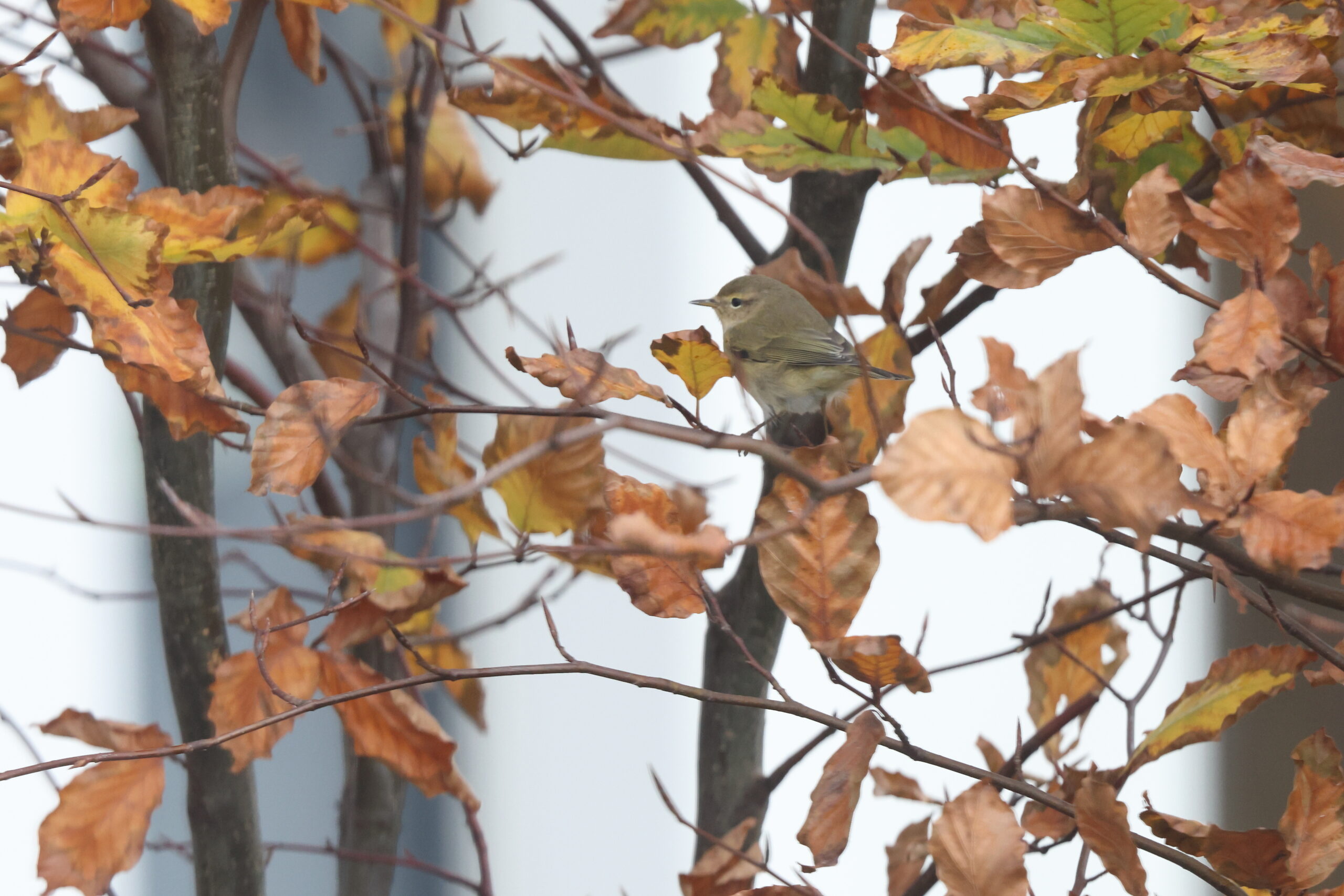 'Siberian' Chiffchaff. Isle of Man, November 2023 © Neil G Morris.