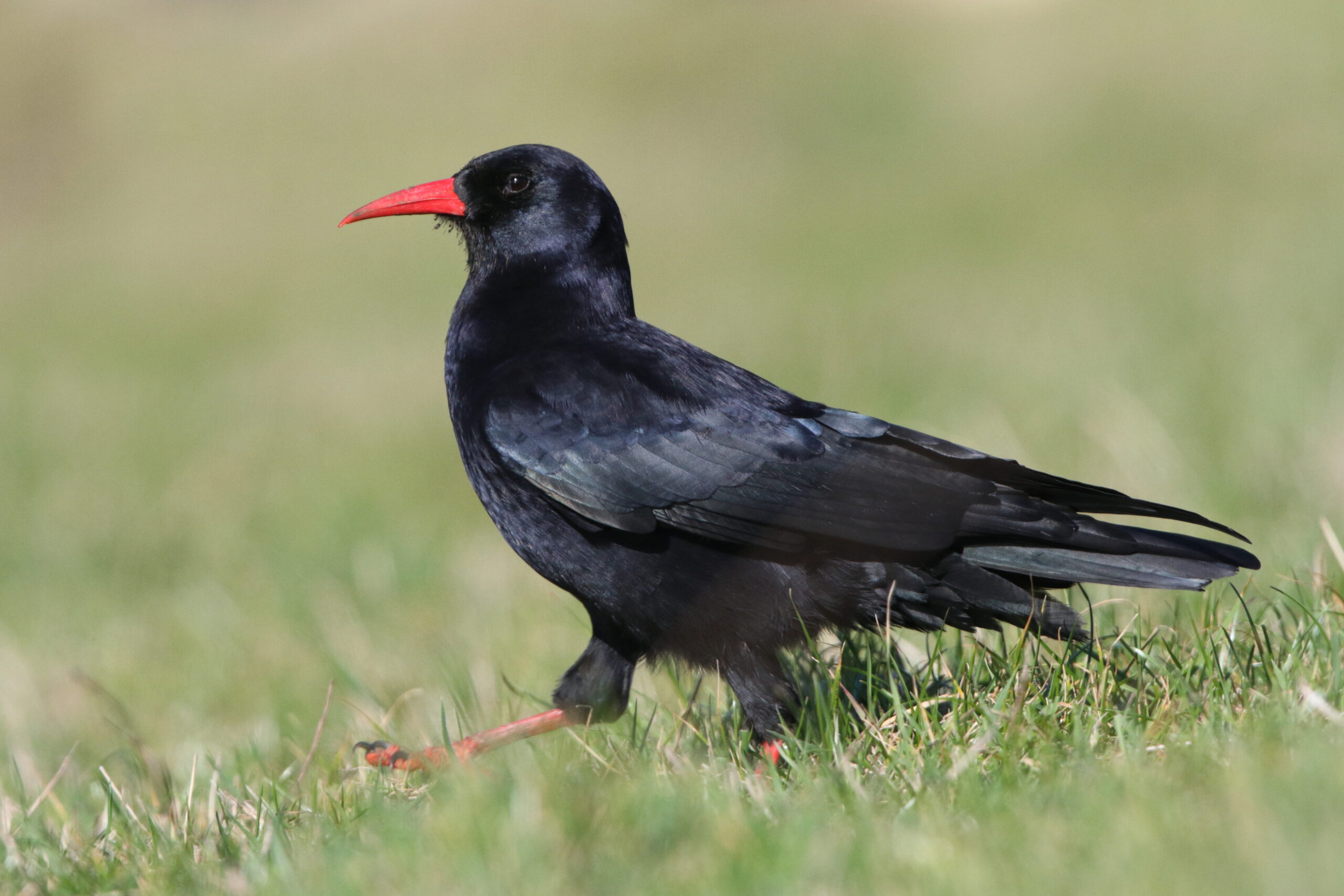 Chough. Isle of Man, October 2018 © Neil G Morris.