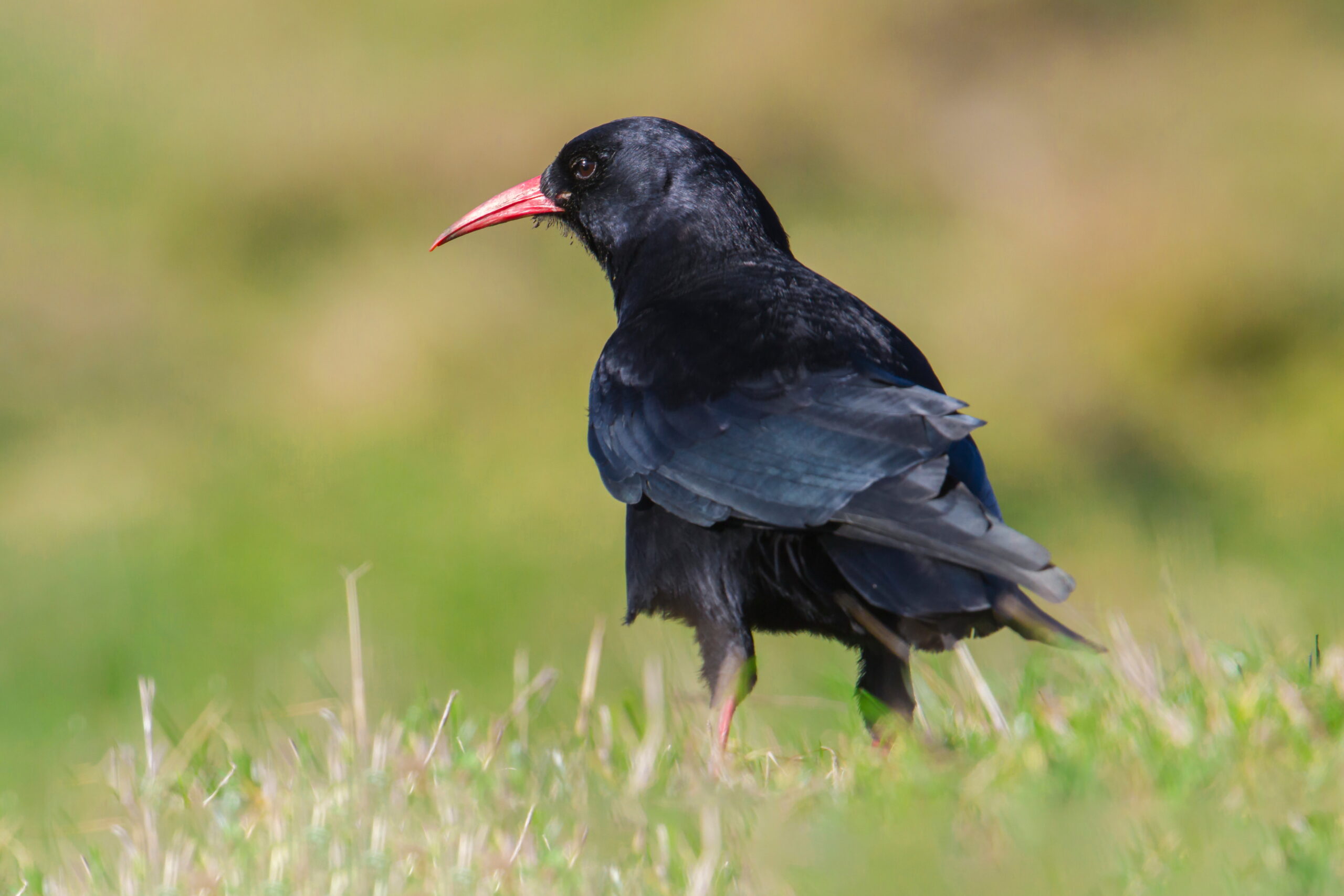 Chough. Isle of Man, October 2018 © Neil G Morris.