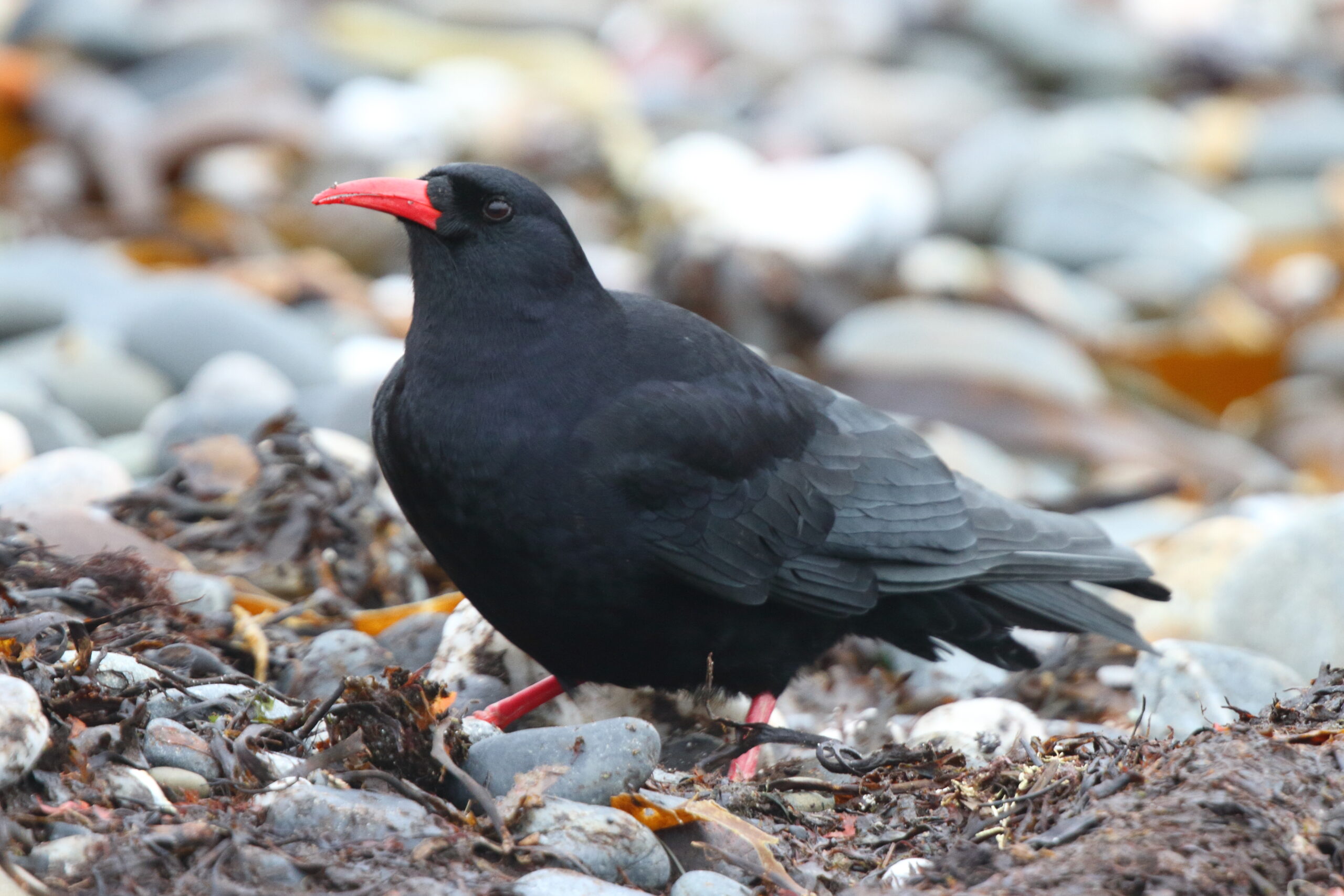 Chough. Isle of Man, January 2019 © Neil G Morris.