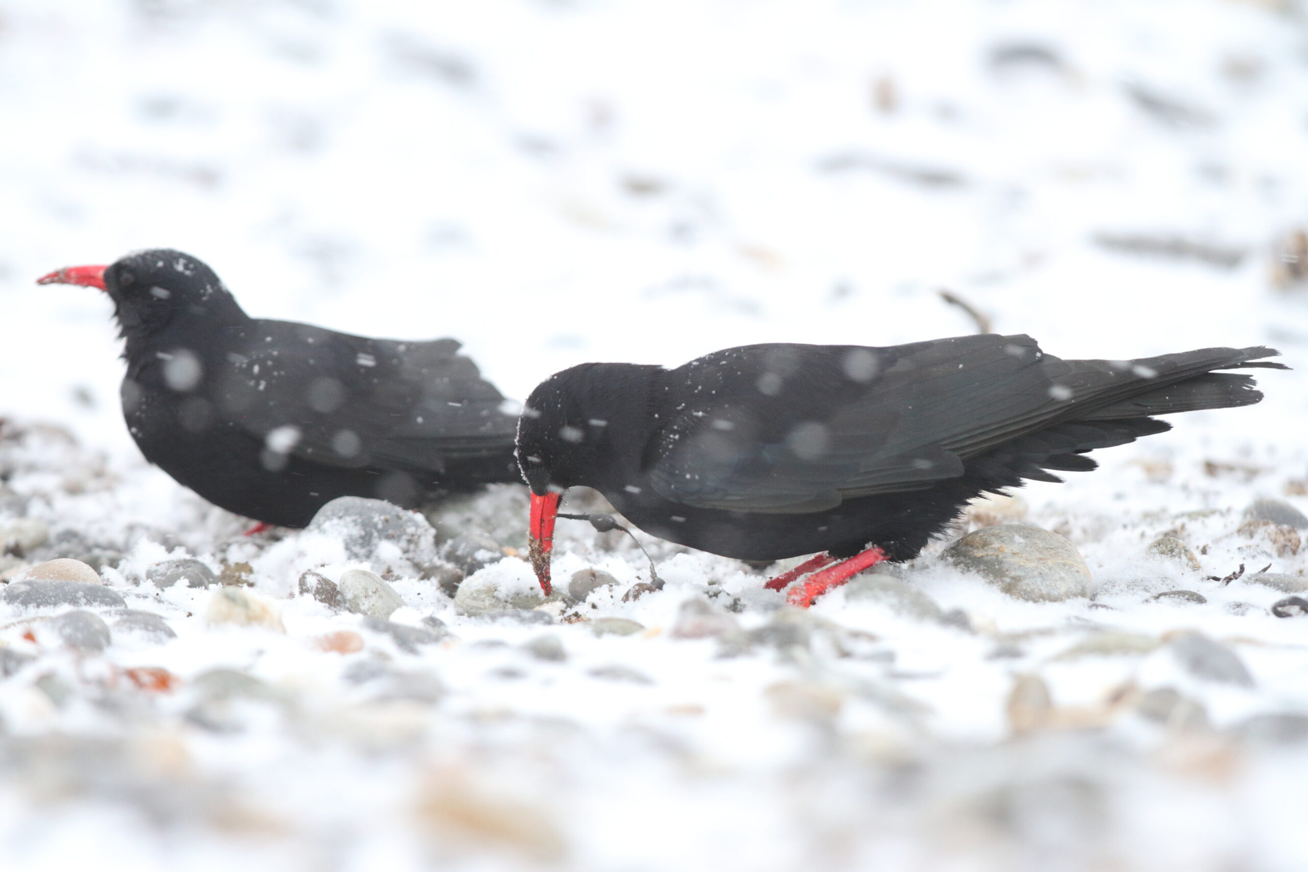 Chough. Isle of Man, February 2021 © Neil G Morris.