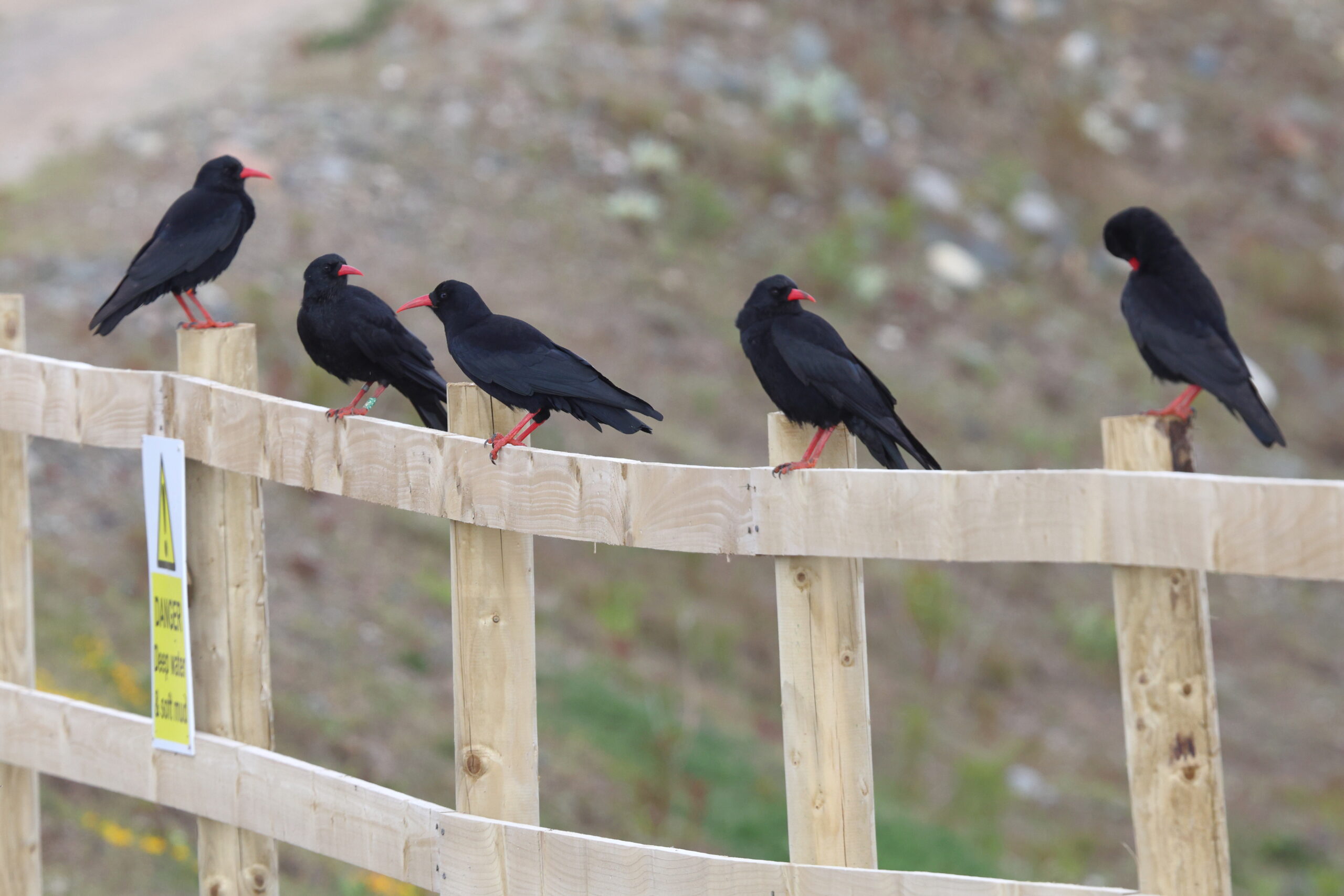 Chough. Isle of Man, May 2024 © Neil G Morris.