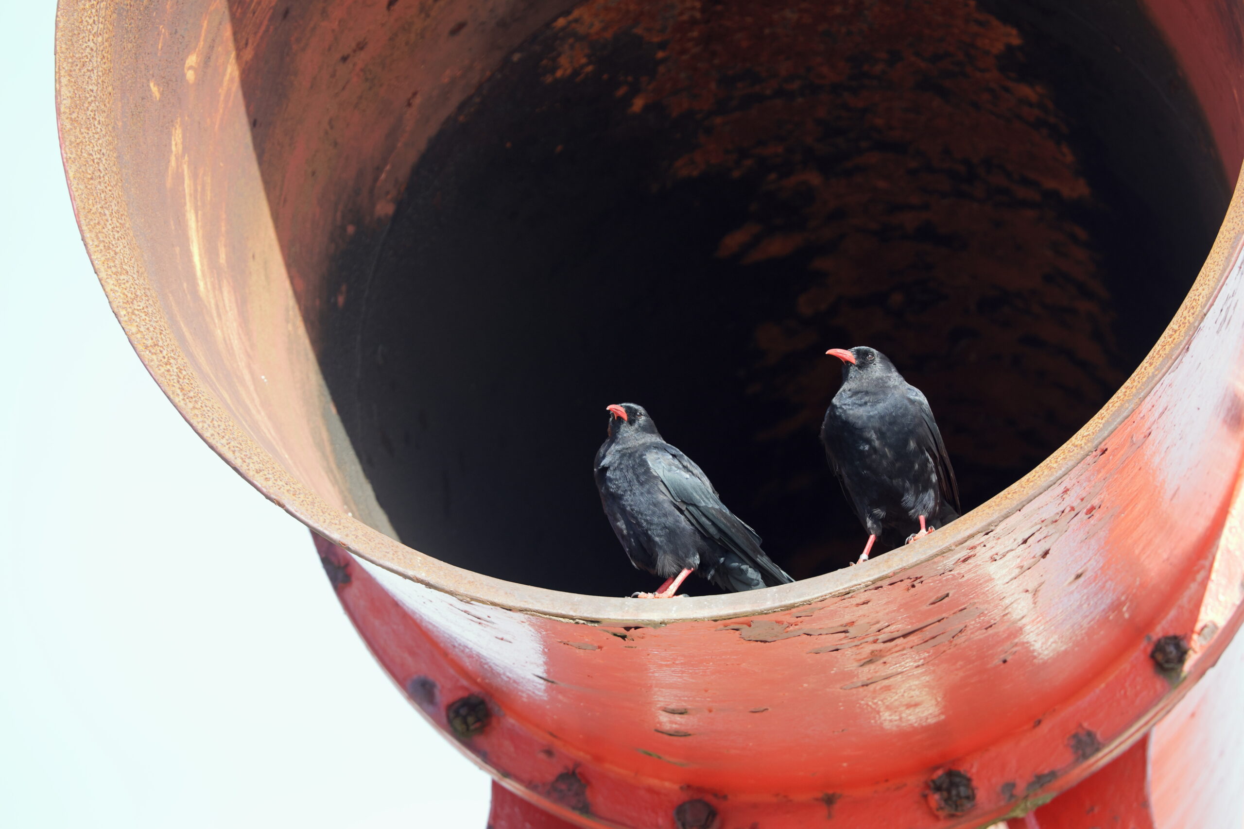 Chough. Isle of Man, August 2024 © Neil G Morris.