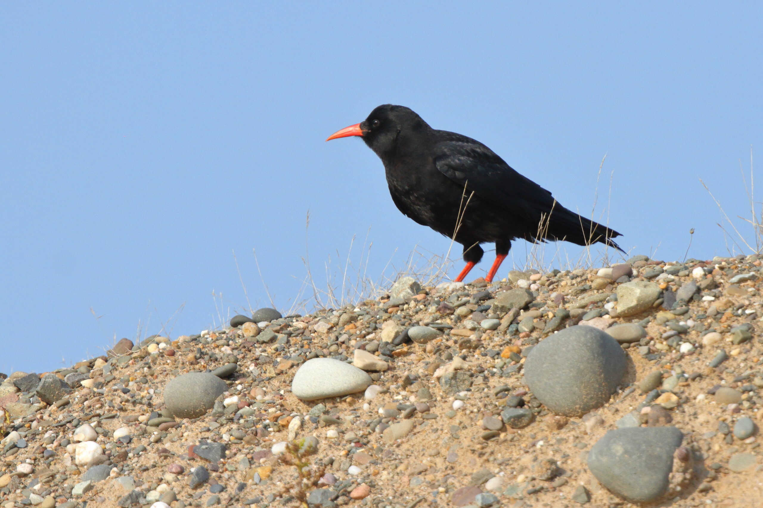 Chough. Isle of Man, August 2020 © Neil G Morris.