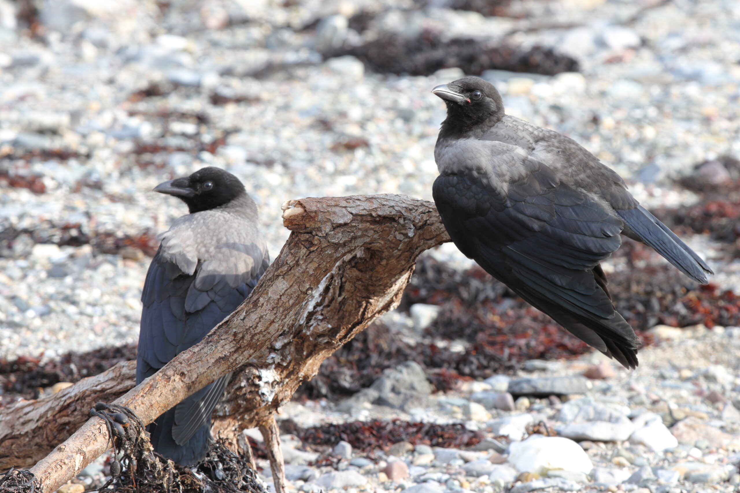 Hooded Crow. Isle of Man, June 2021 © Neil G Morris.