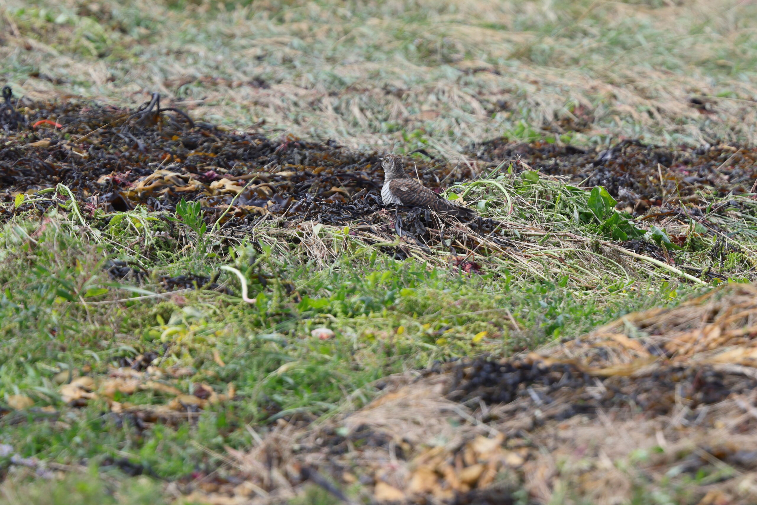 Cuckoo. Isle of Man, August 2024 © Neil G Morris.