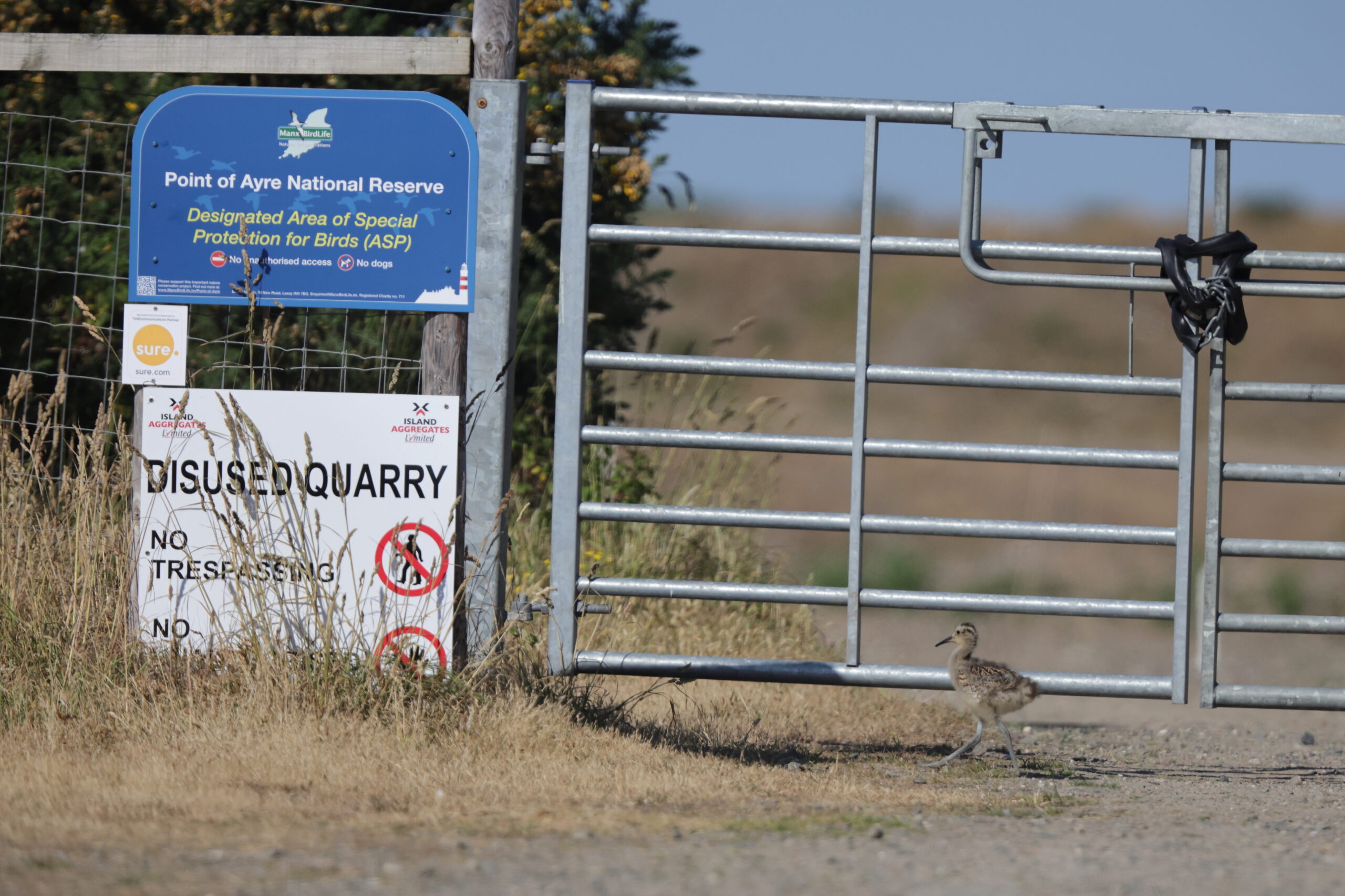 Curlew. Isle of Man, June 2023 © Neil G Morris.