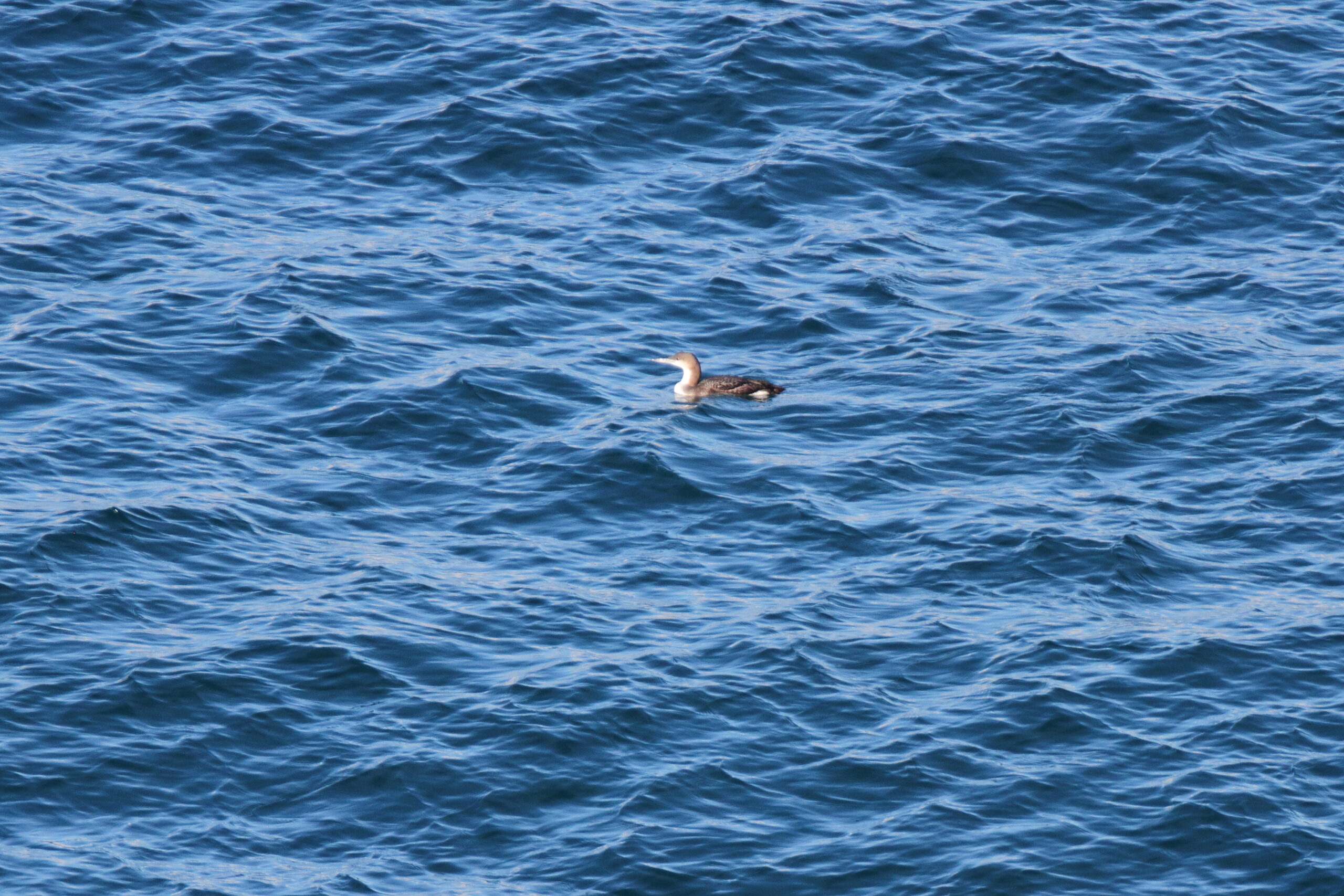 Black-throated Diver. Isle of Man, January 2021 © Neil G Morris.