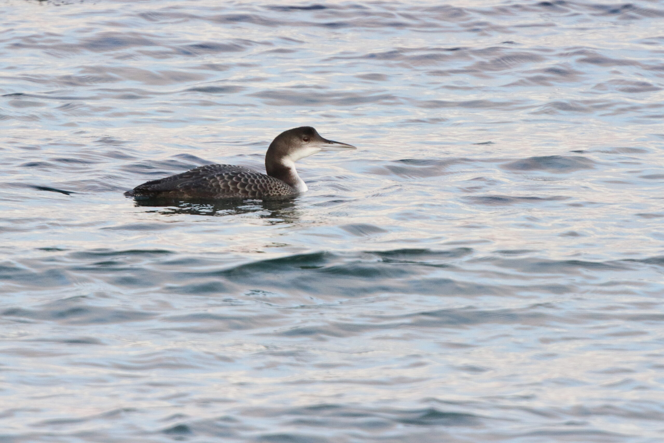Great Northern Diver. Isle of Man, November 2019 © Neil G Morris.