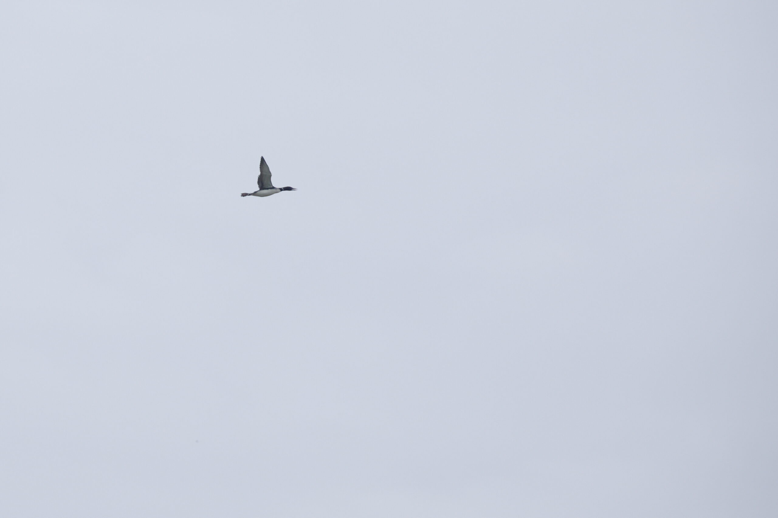 Great Northern Diver. Isle of Man, May 2023 © Neil G Morris.