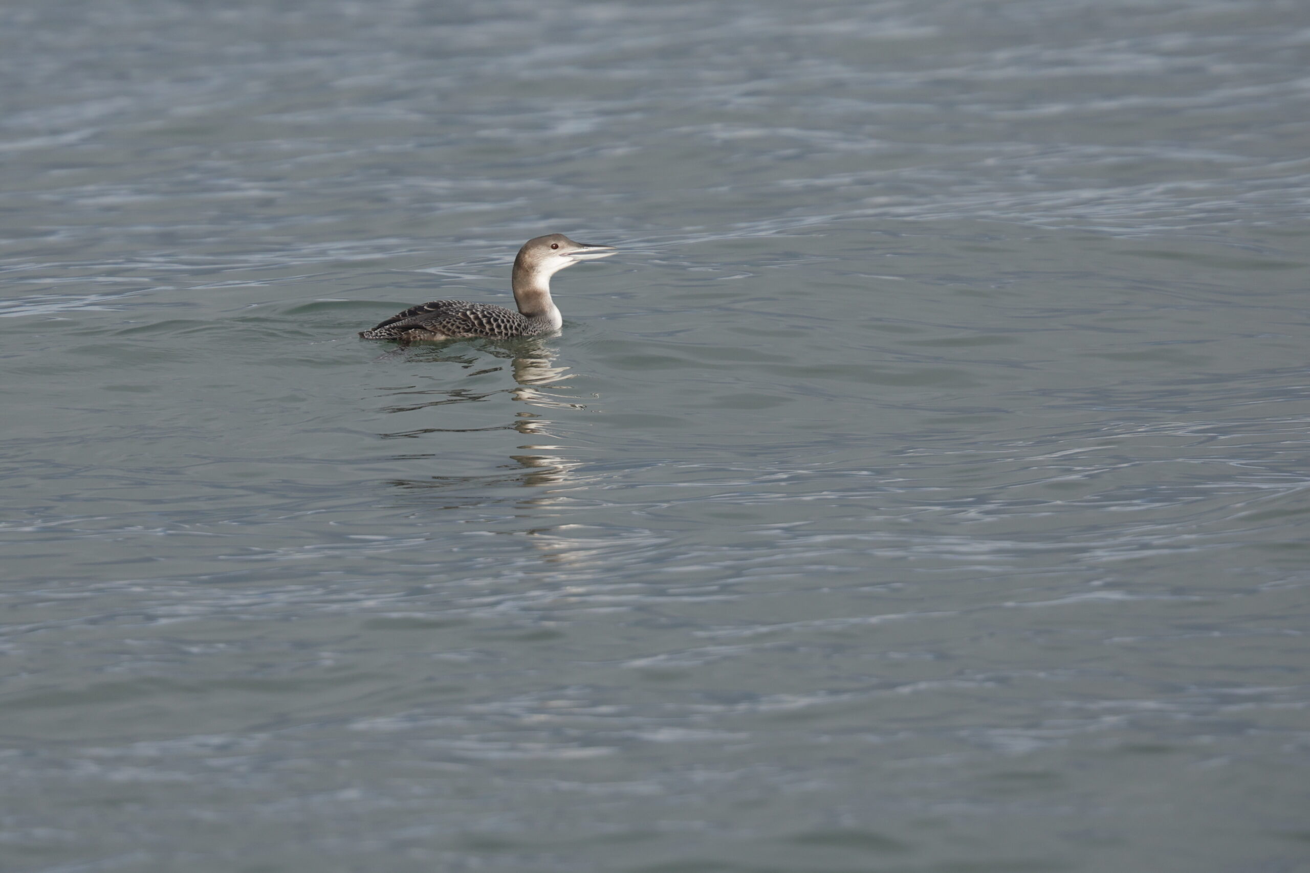 Great Northern Diver. Isle of Man, November 2023 © Neil G Morris.