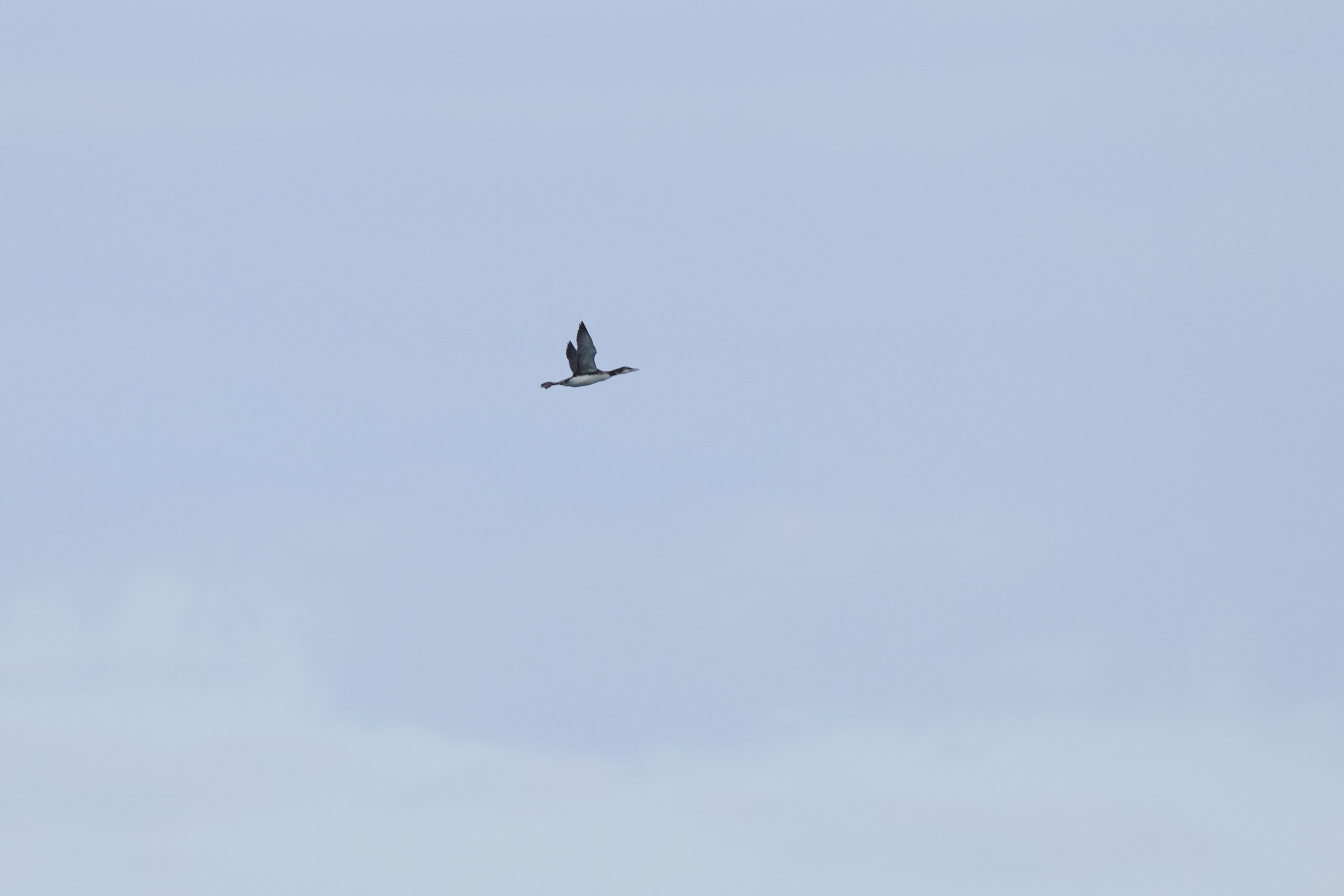 Great Northern Diver. Isle of Man, October 2024 © Neil G Morris.
