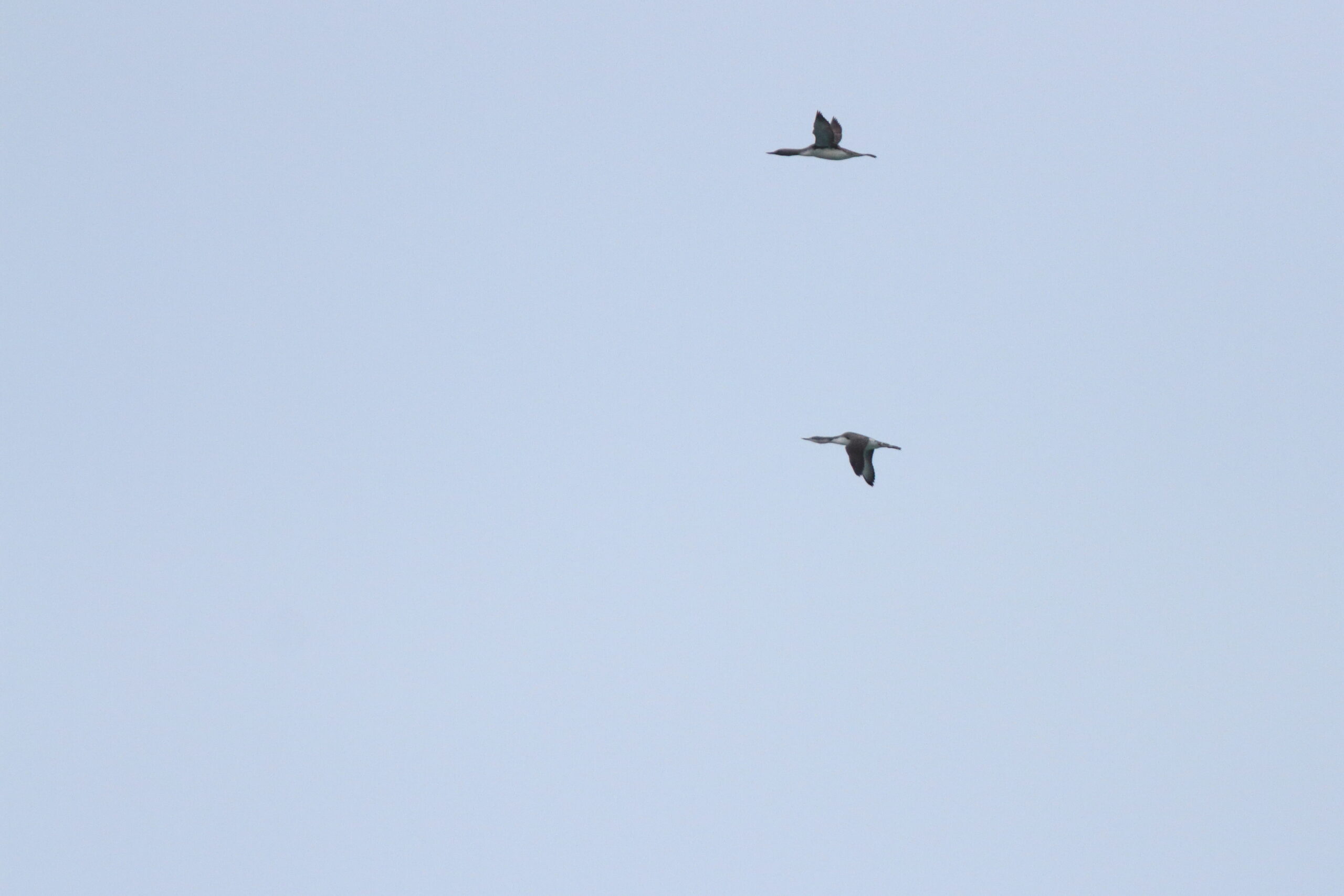 Red-throated Diver. Isle of Man, September 2018 © Neil G Morris.