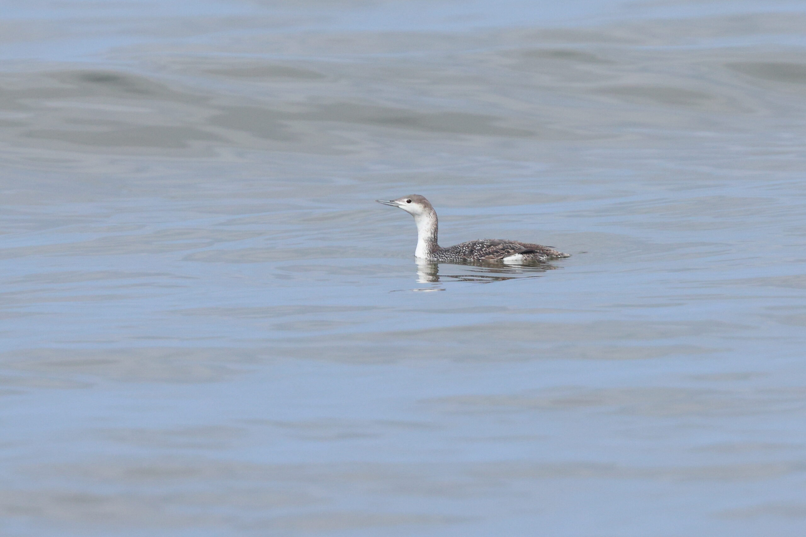 Red-throated Diver. Isle of Man, May 2024 © Neil G Morris.