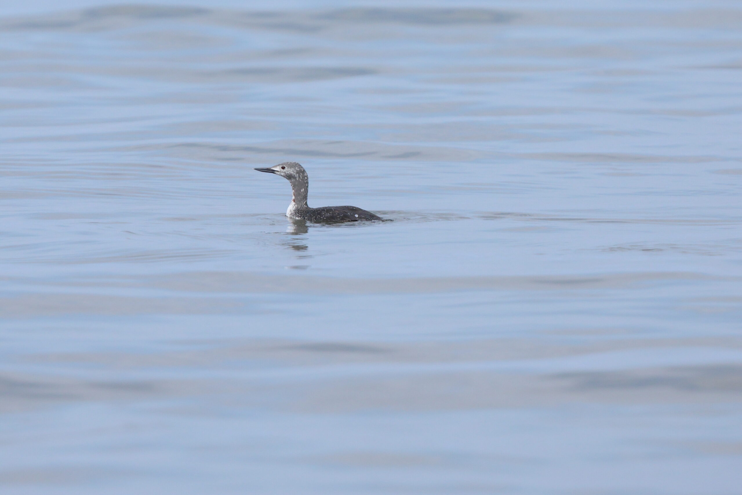 Red-throated Diver. Isle of Man, May 2024 © Neil G Morris.