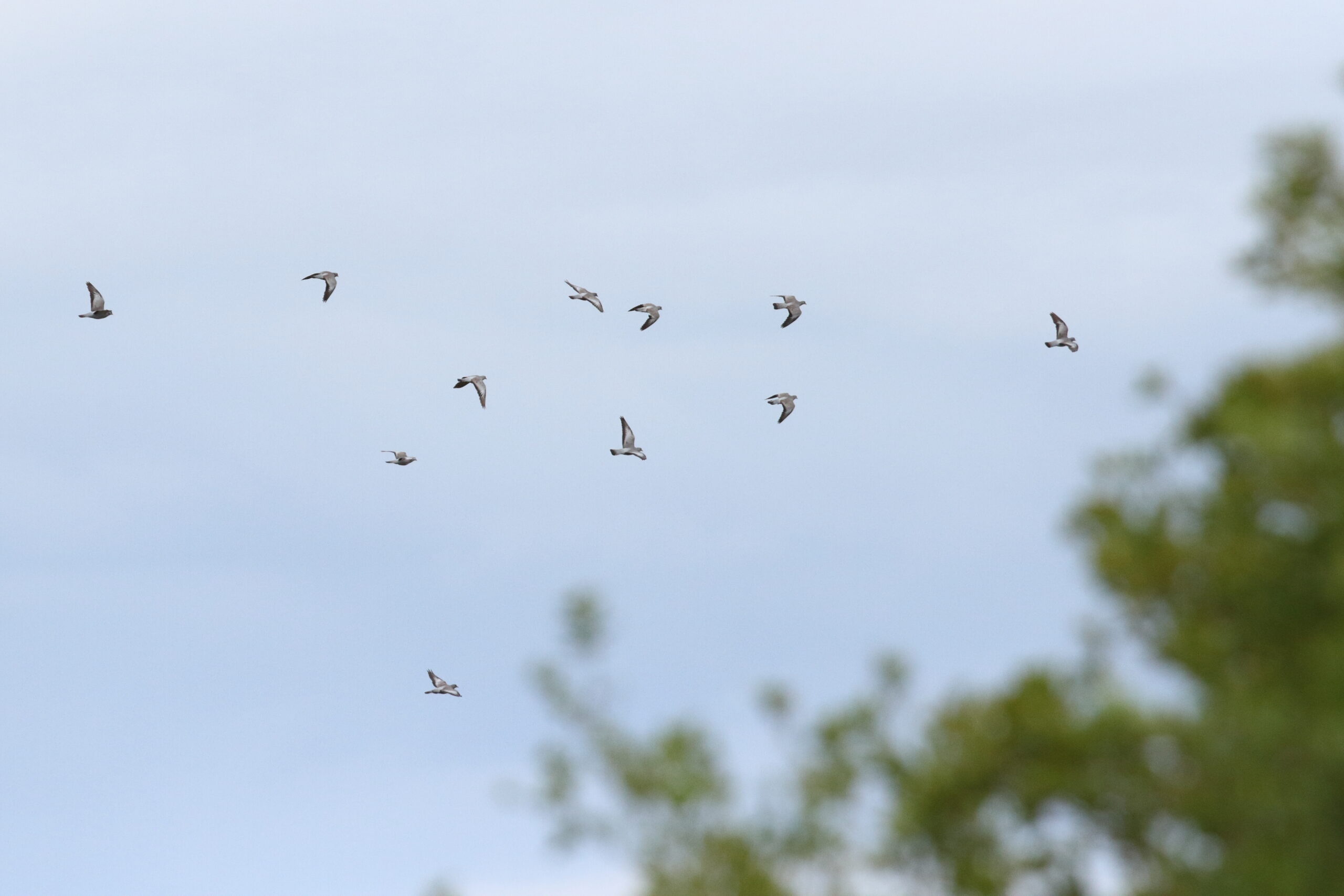 Stock Dove. Isle of Man, July 2019 © Neil G Morris.