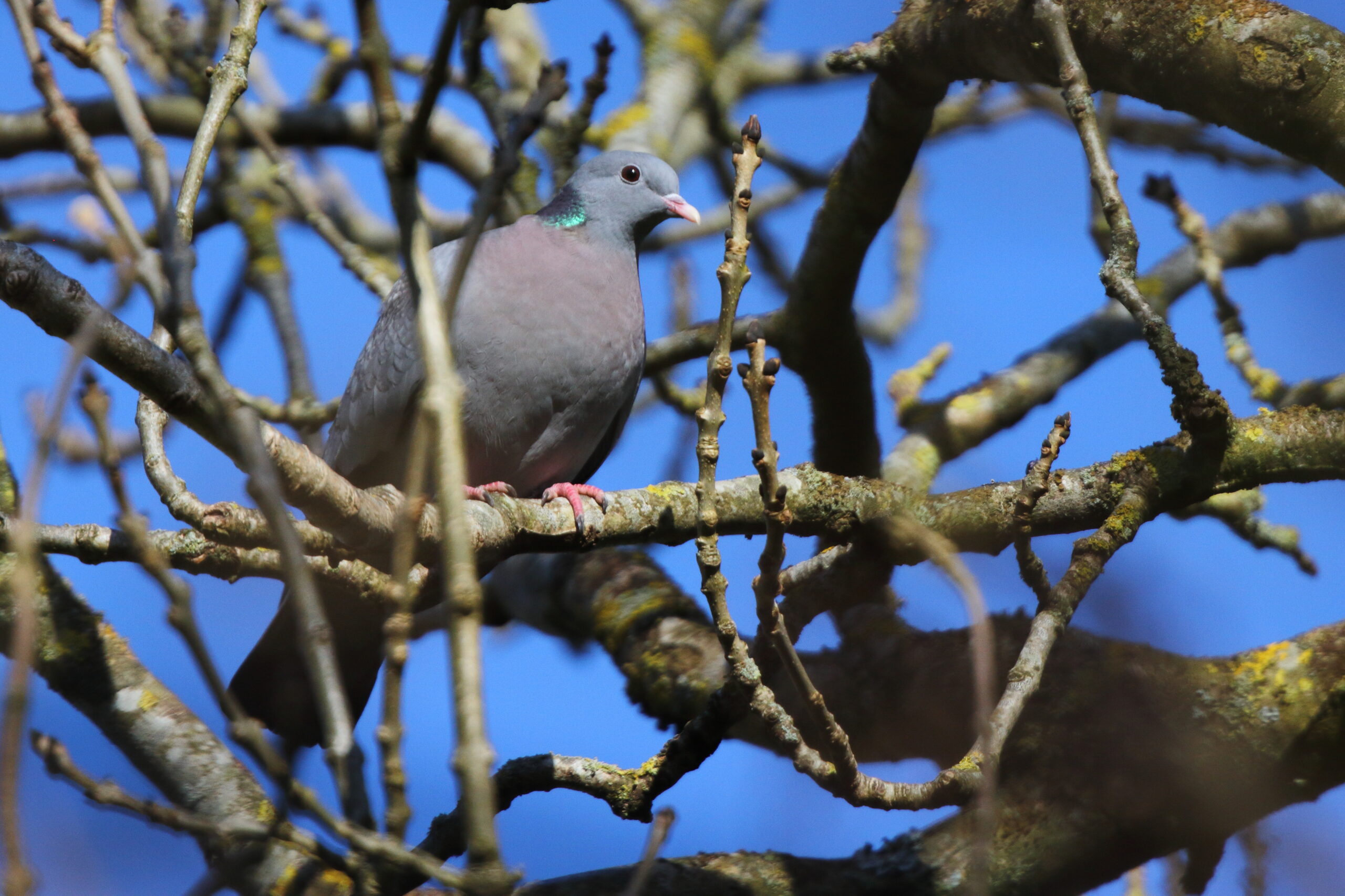 Stock Dove. Isle of Man, April 2021 © Neil G Morris.