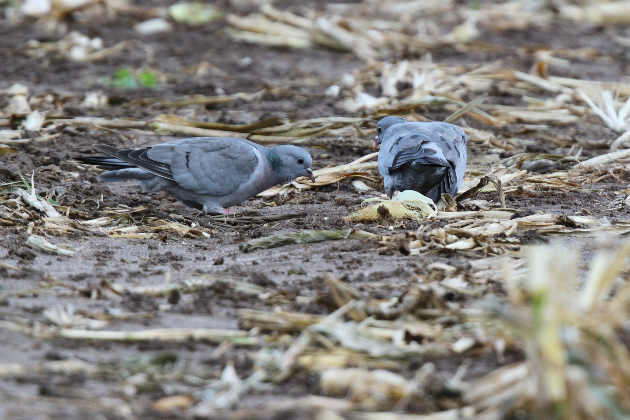 Stock Dove. Isle of Man, October 2021 © Neil G Morris.