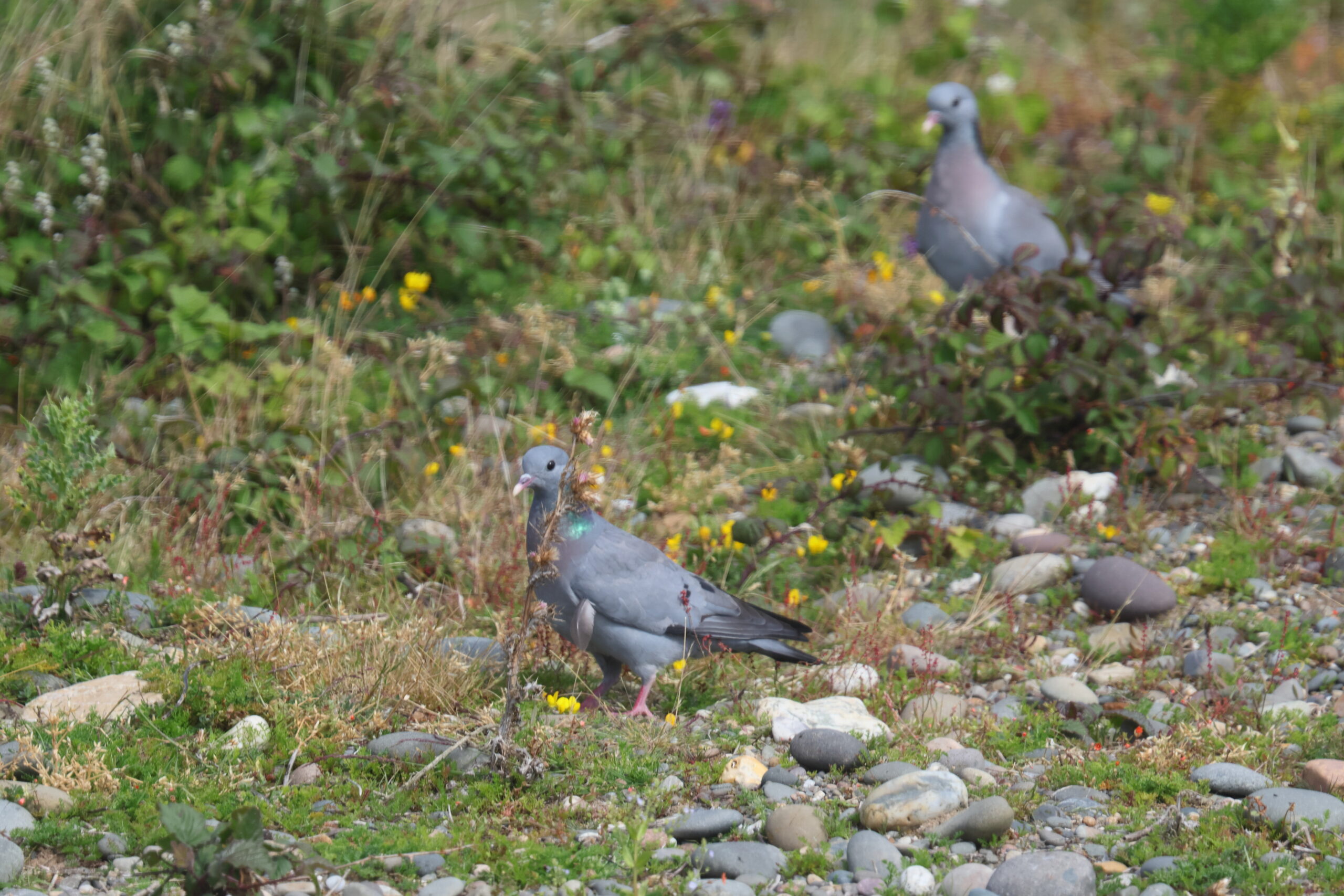 Stock Dove. Isle of Man, June 2024 © Neil G Morris.