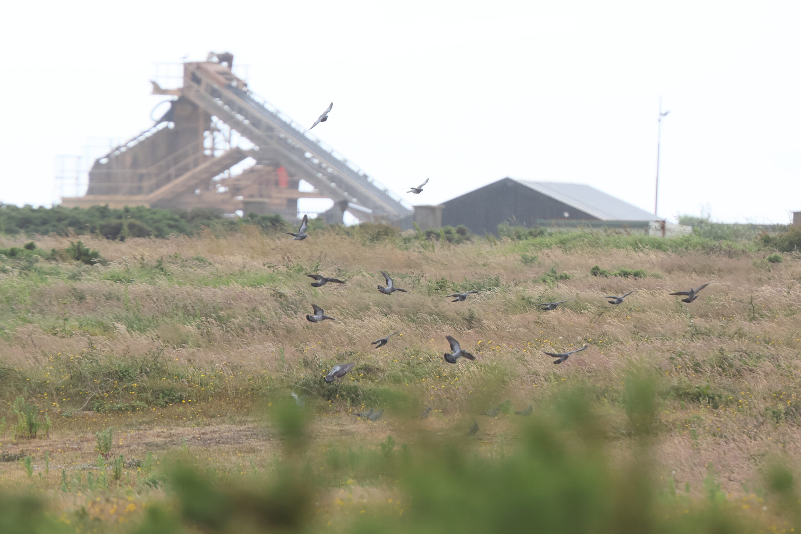 Stock Dove. Isle of Man, June 2024 © Neil G Morris.