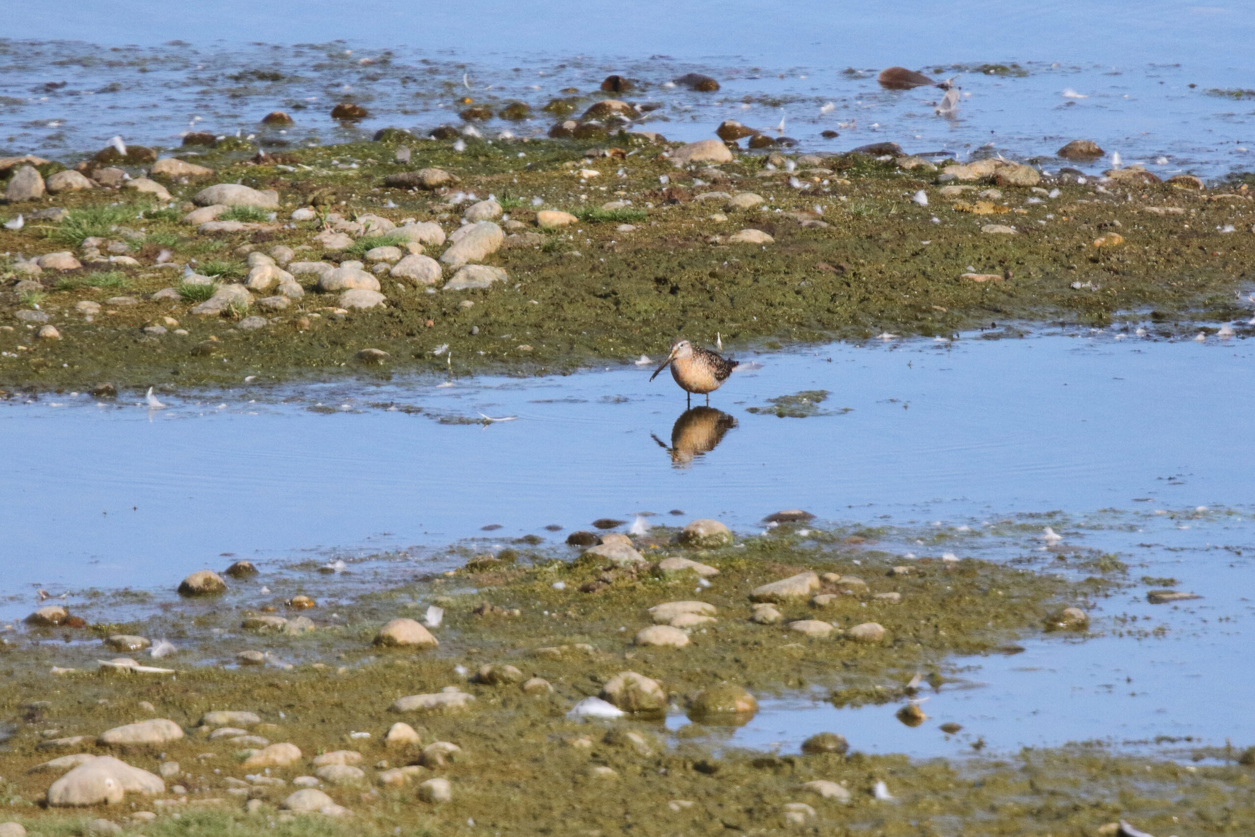 Long-billed Dowitcher. Isle of Man, September 2019 © Neil G Morris.