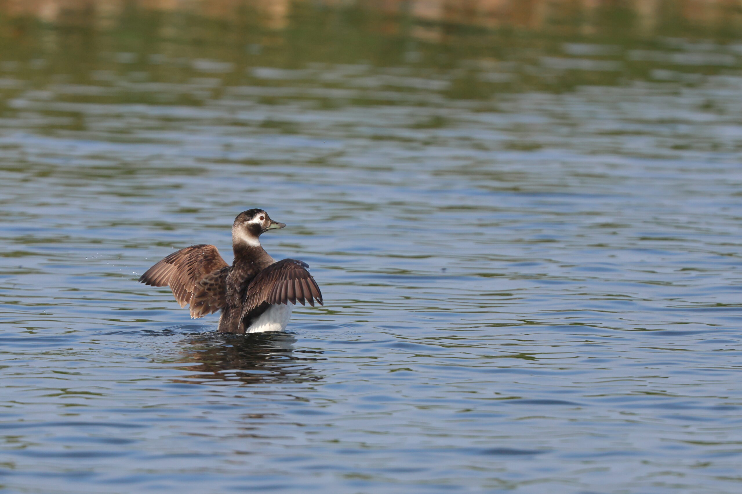 Long-tailed Duck. Isle of Man, May 2024 © Neil G Morris.