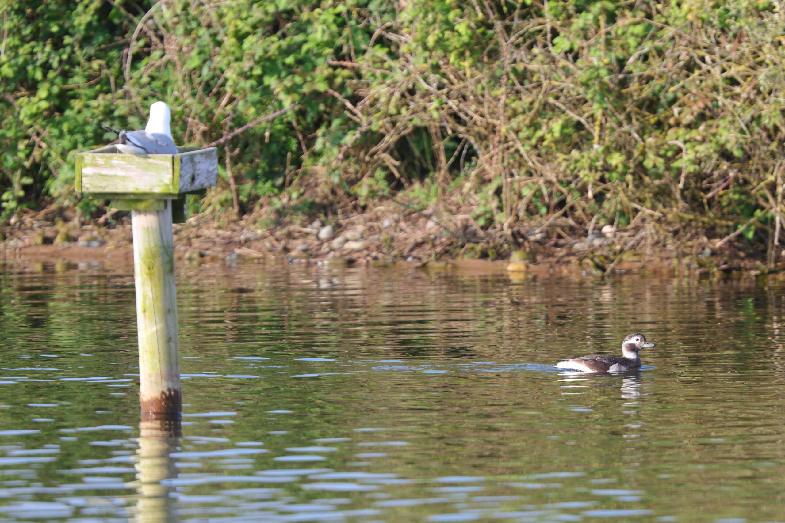 Long-tailed Duck. Isle of Man, May 2024 © Neil G Morris.