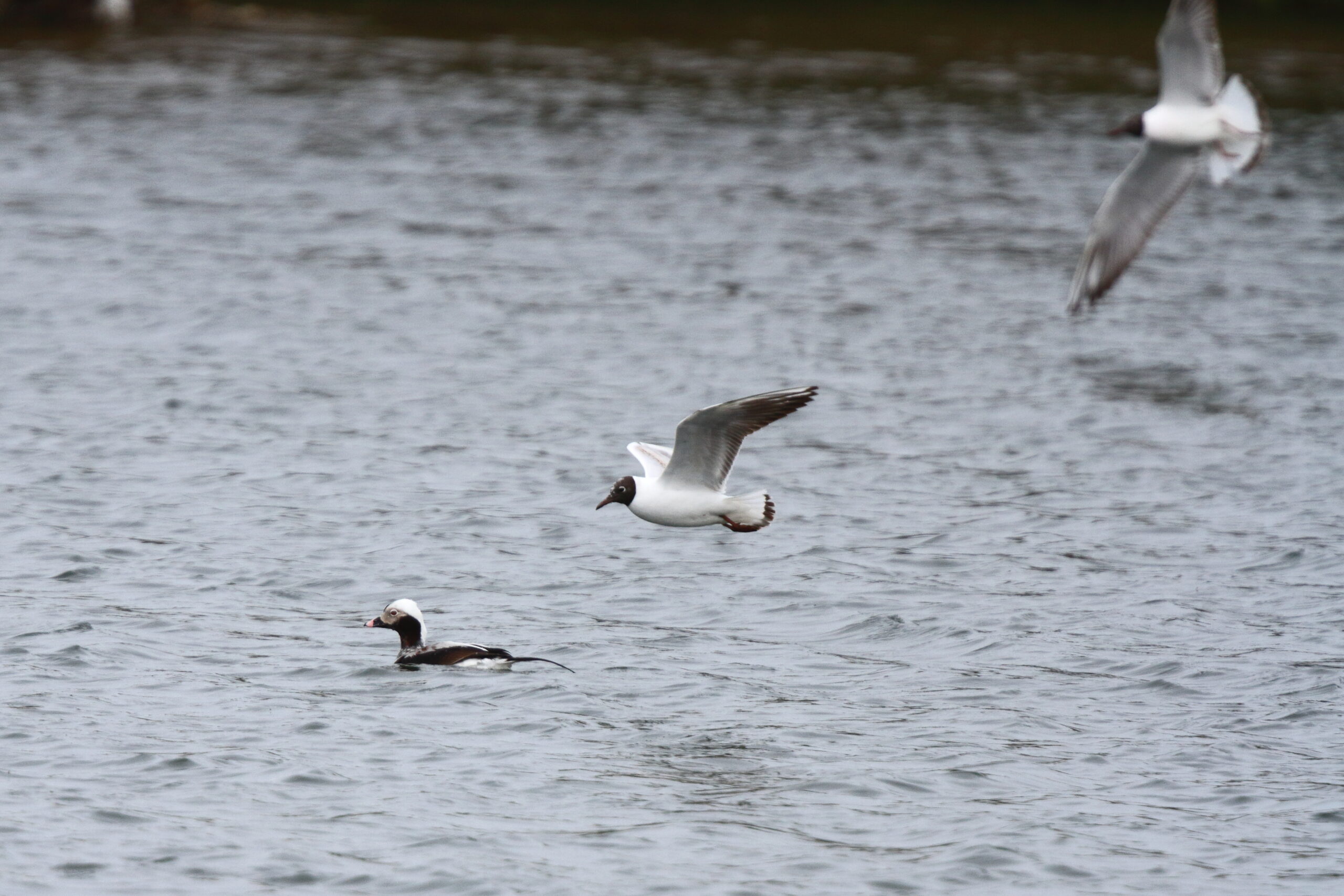 Long-tailed Duck. Isle of Man, April 2019 © Neil G Morris.
