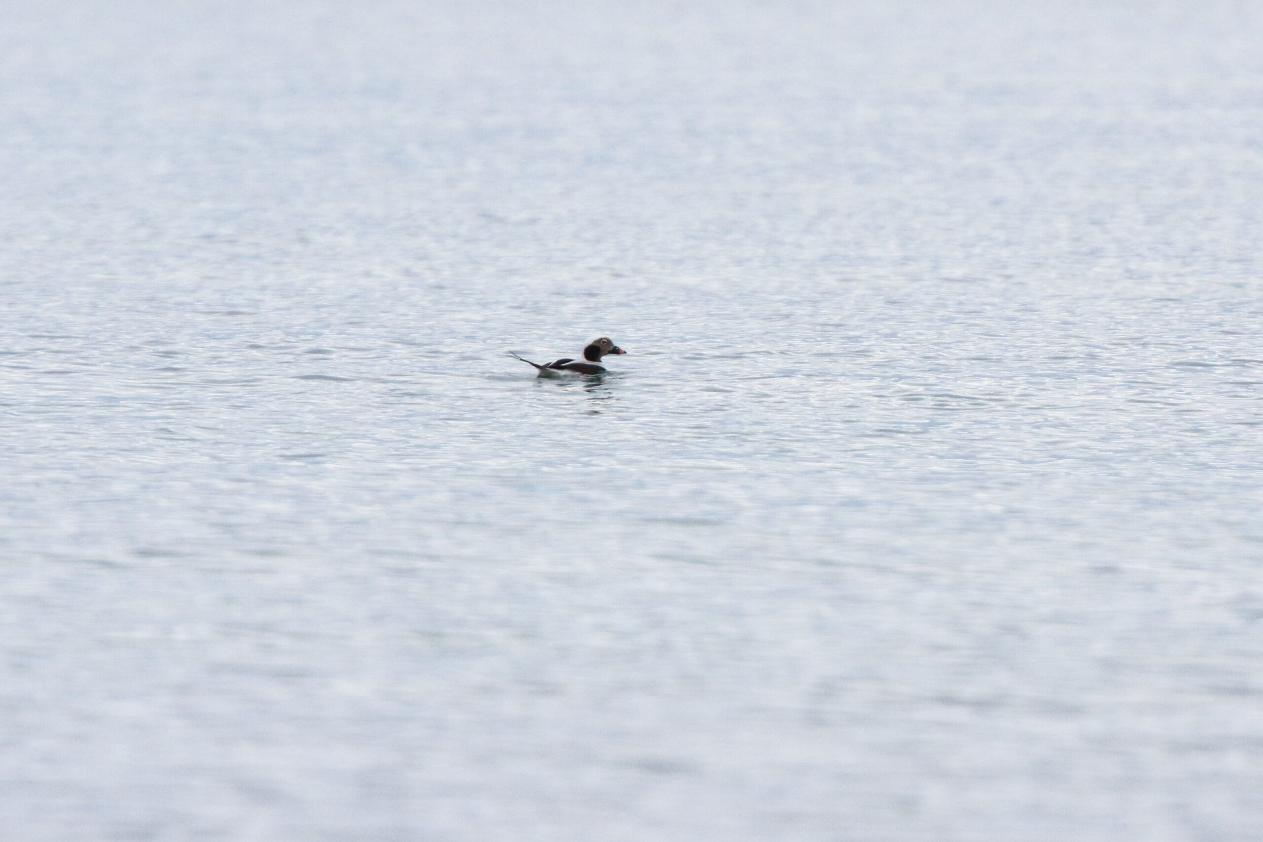 Long-tailed Duck. Isle of Man, November 2021 © Neil G Morris.
