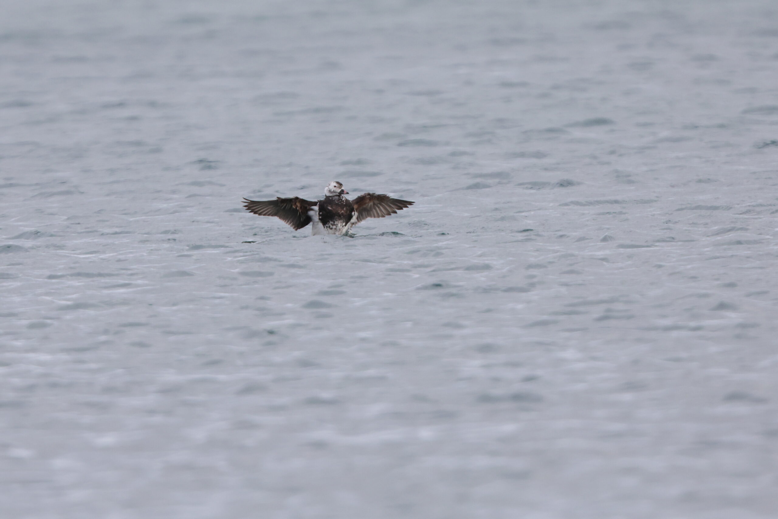Long-tailed Duck. Isle of Man, November 2023 © Neil G Morris.