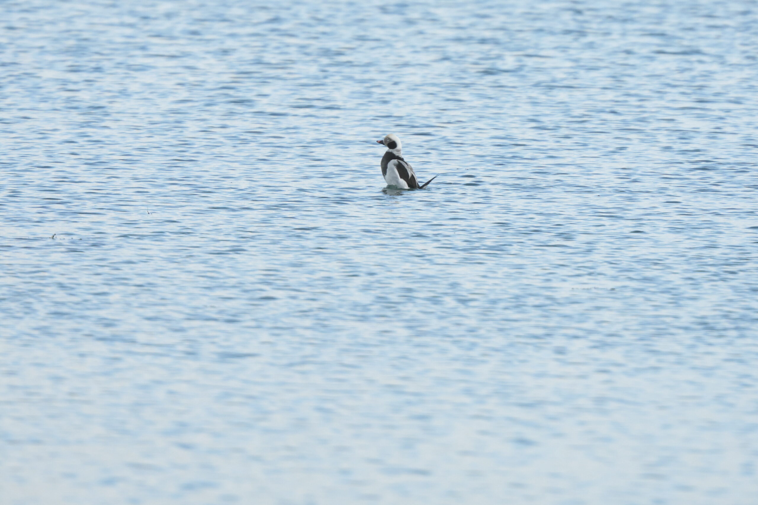 Long-tailed Duck. Isle of Man, January 2024 © Neil G Morris.